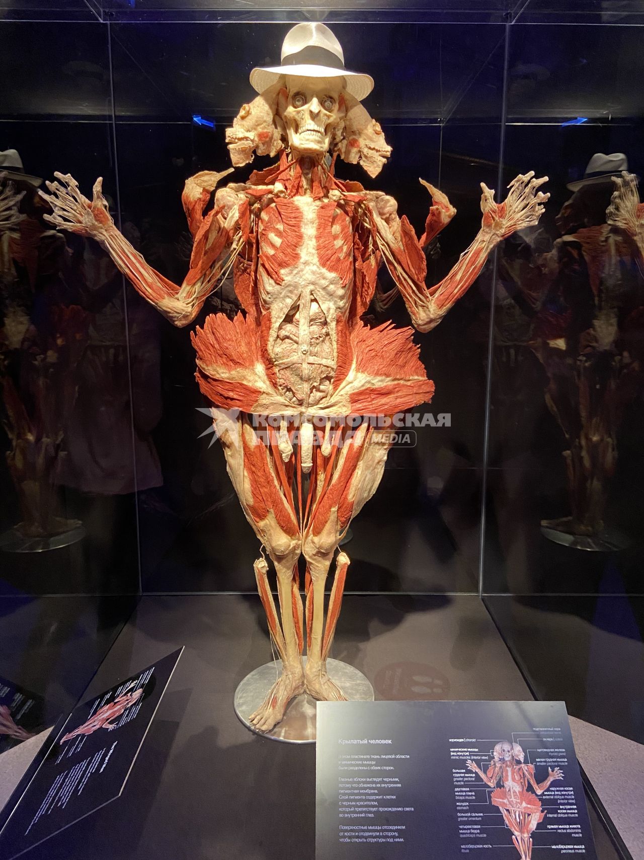 ВДНХ. Выставка BODY WORLDS. 2021