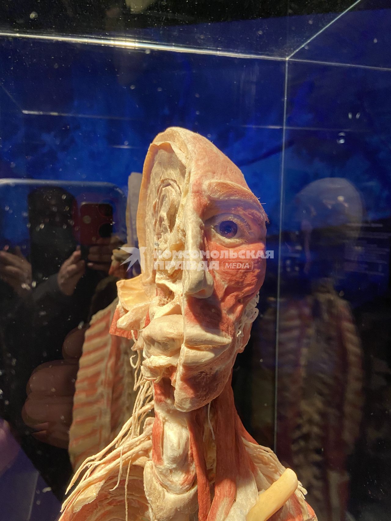 ВДНХ. Выставка BODY WORLDS. 2021