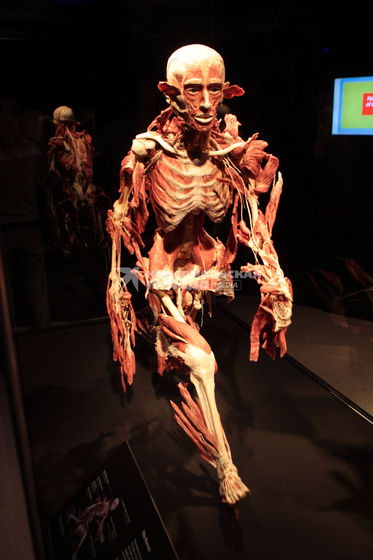 ВДНХ. Выставка BODY WORLDS. 2021