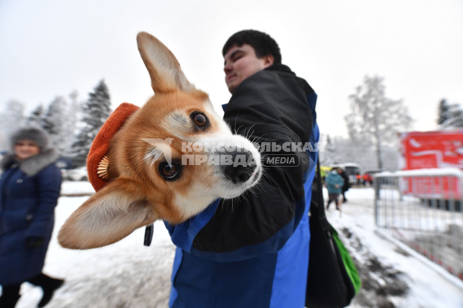 Московская область.  Собака породы вельш-корги в деревне Новопареево городского округа Щелково, где будет срублена главная новогодняя елка страны.