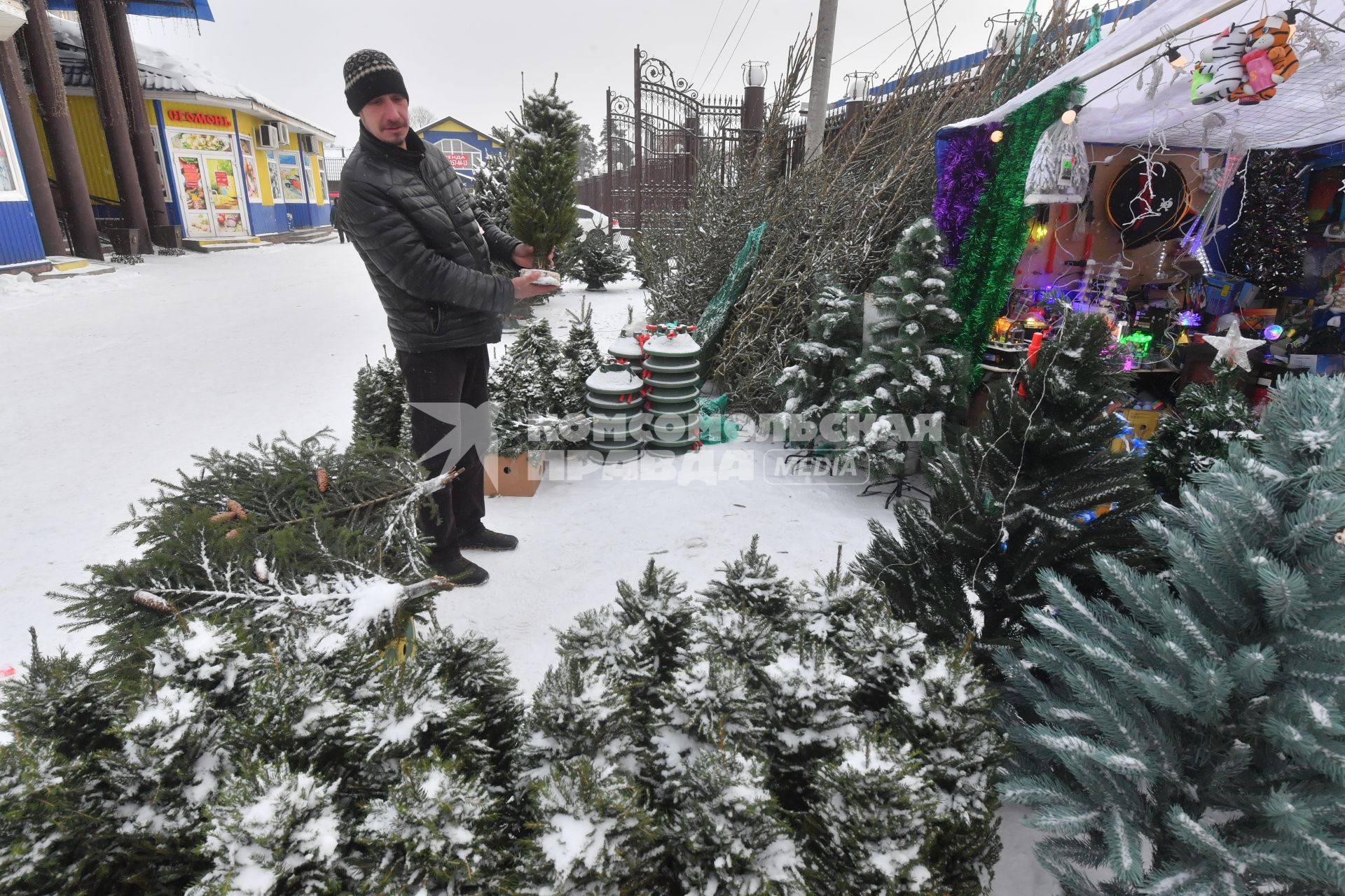 Москва. Торговля  новогодними елками .