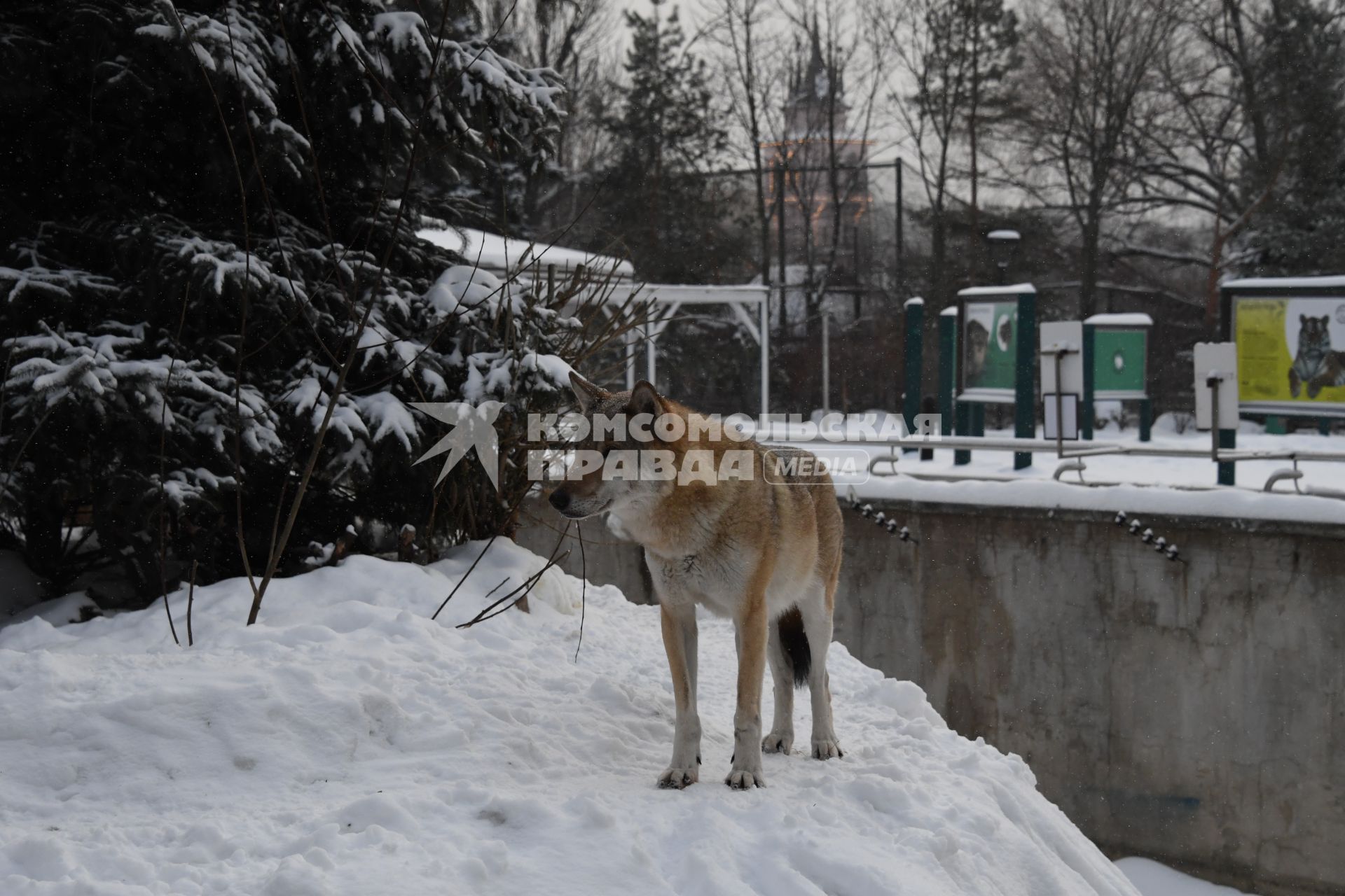Москва. Волк в вольере Московского зоопарка.
