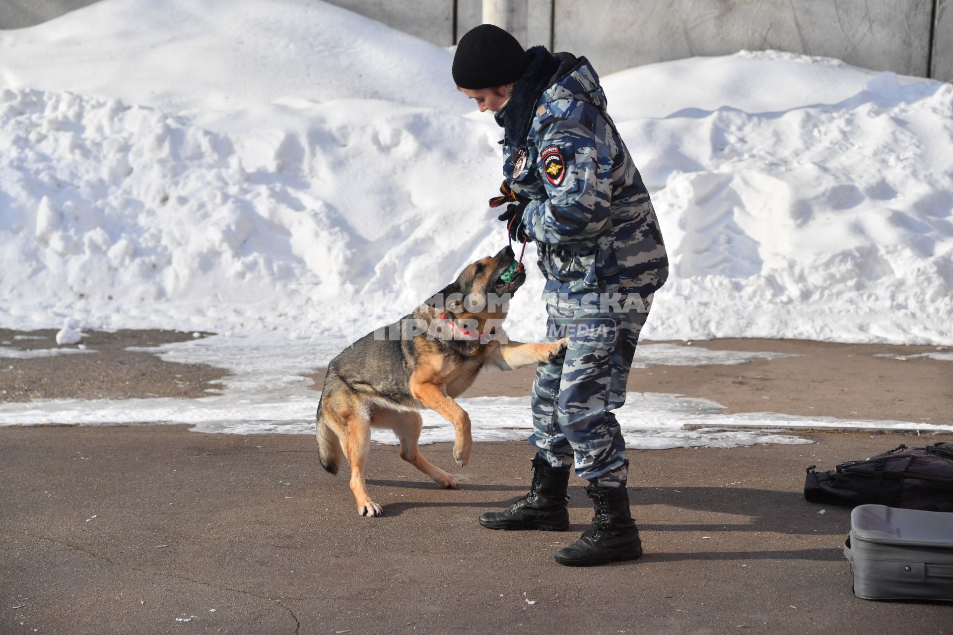 Москва. Кинолог с собакой во время занятий в Центре кинологической службы УВД по СВАО.