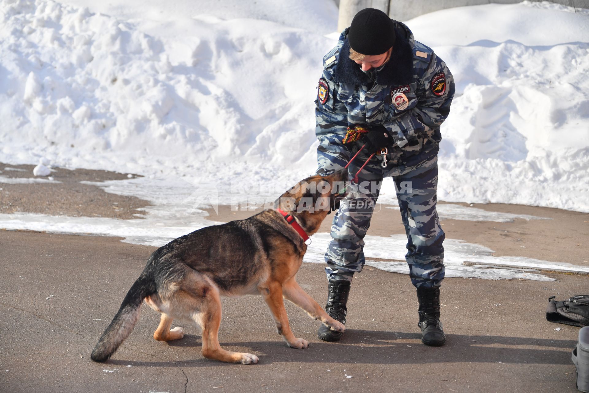 Москва. Кинолог с собакой во время занятий в Центре кинологической службы УВД по СВАО.