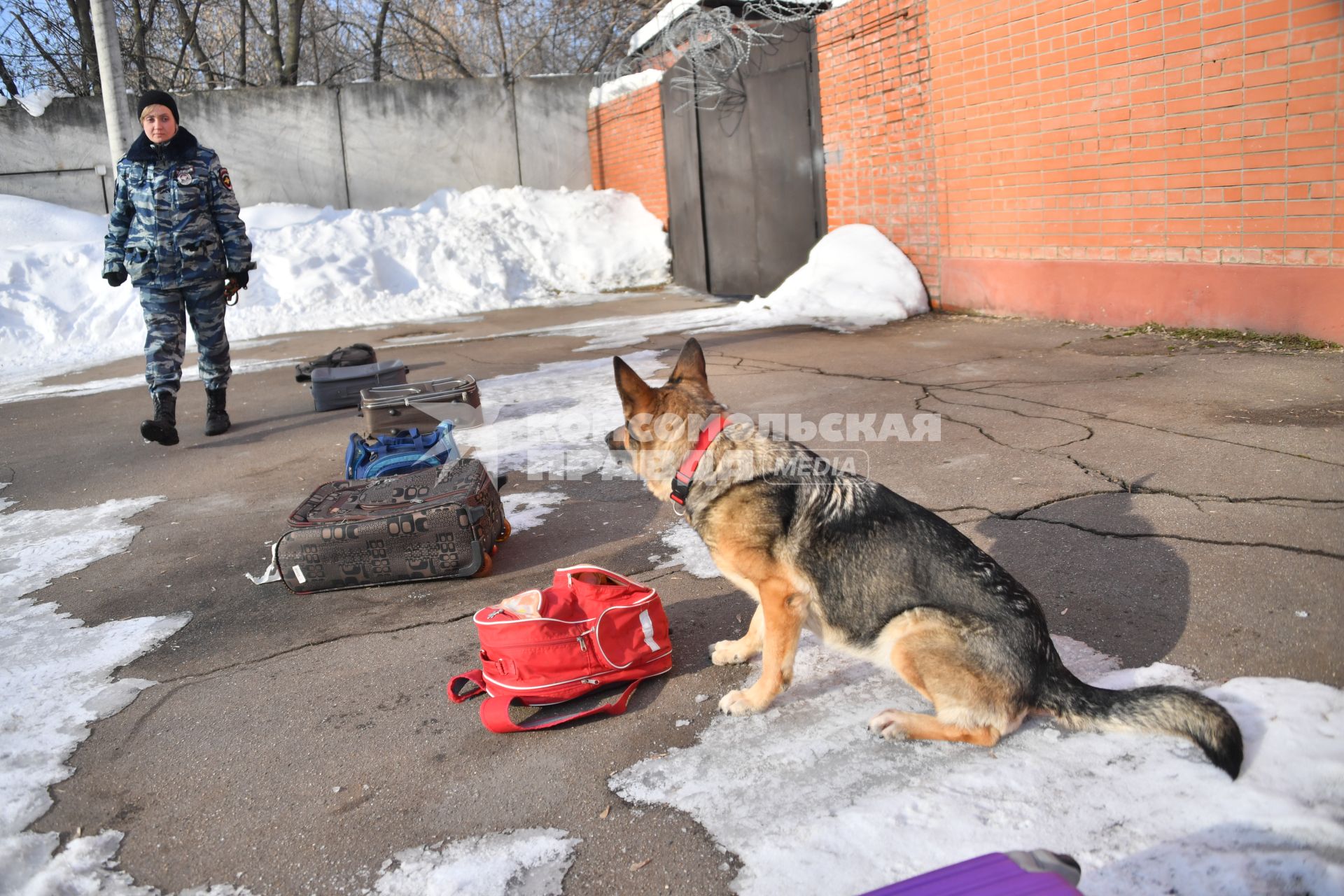 Москва. Кинолог и служебная собака во время занятий в Центре кинологической службы УВД по СВАО.