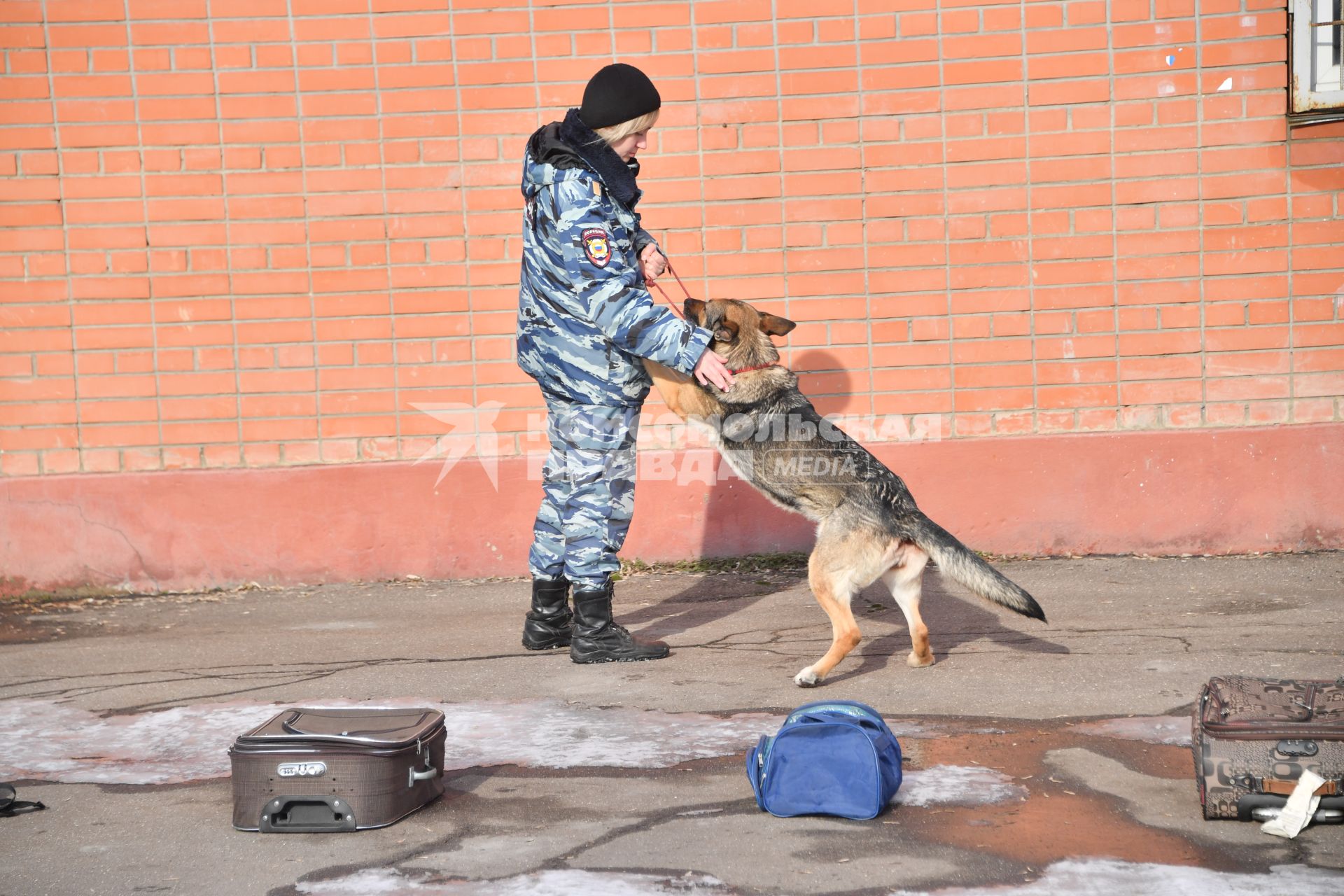 Москва. Кинолог с собакой во время занятий в Центре кинологической службы УВД по СВАО.