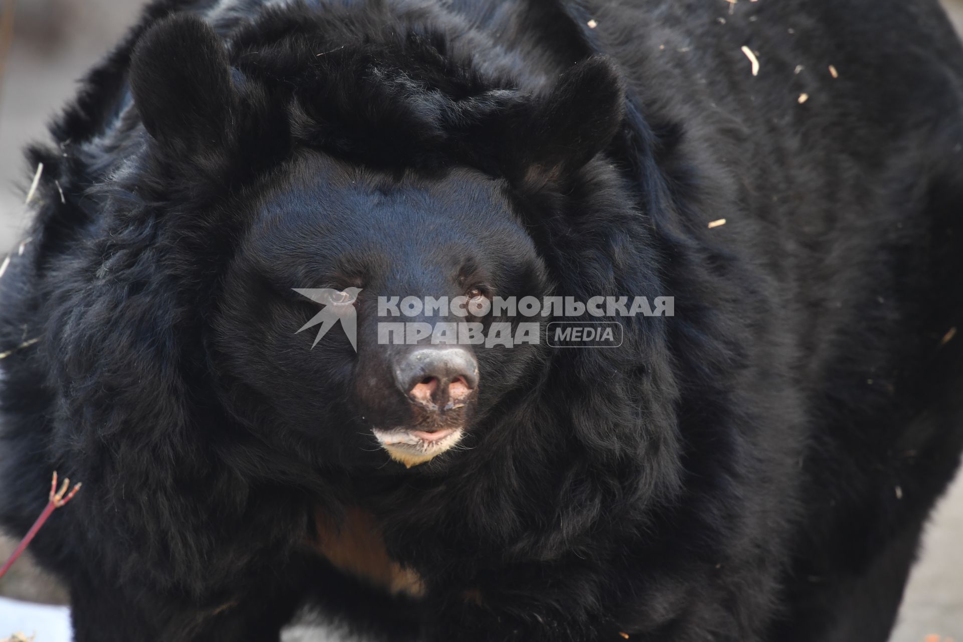 Москва.  Гималайский медведь Алладин  выходит в вольер  Московского зоопарка после зимней спячки.