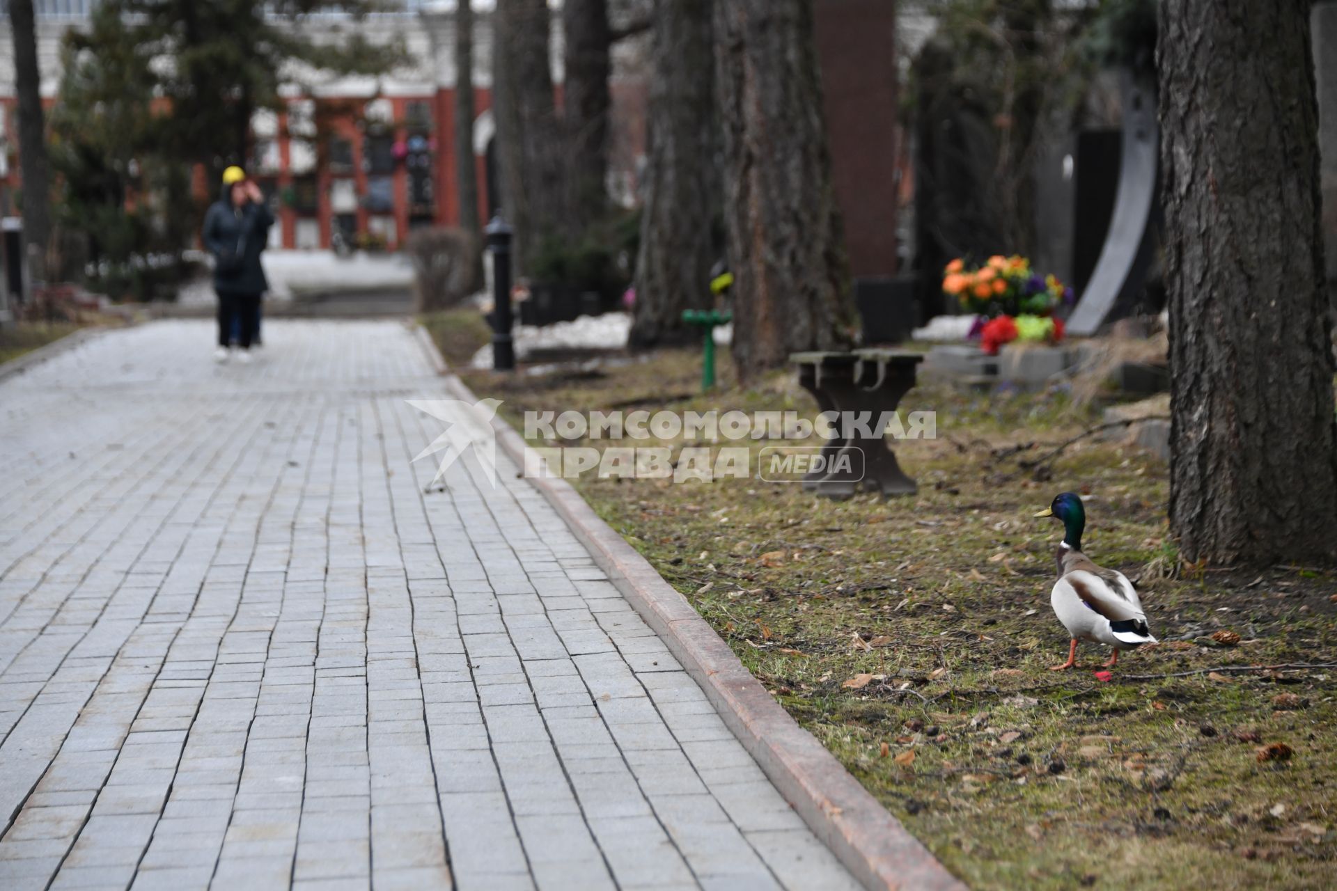 Москва. Селезень на Новодевичьем кладбище.