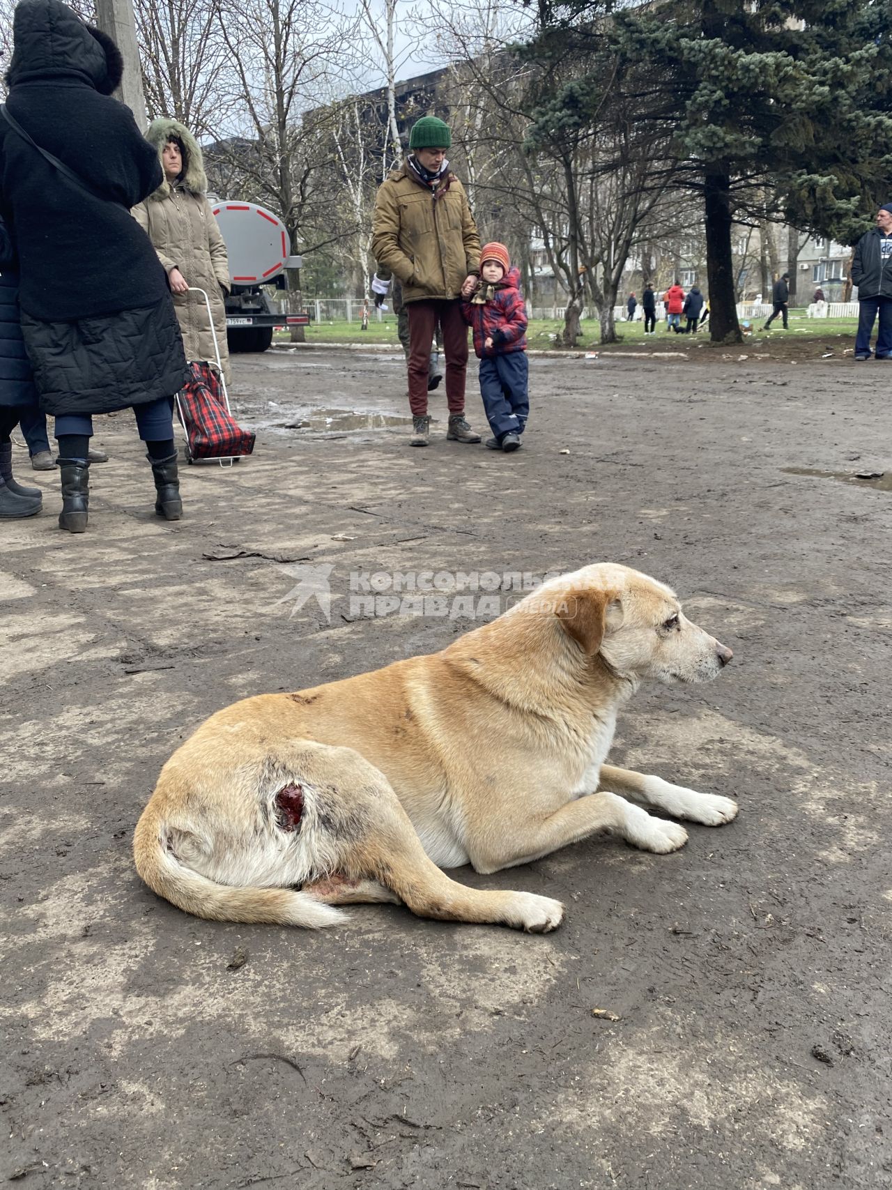 Украина. г.Мариуполь. Раненая собака лежит на улице.