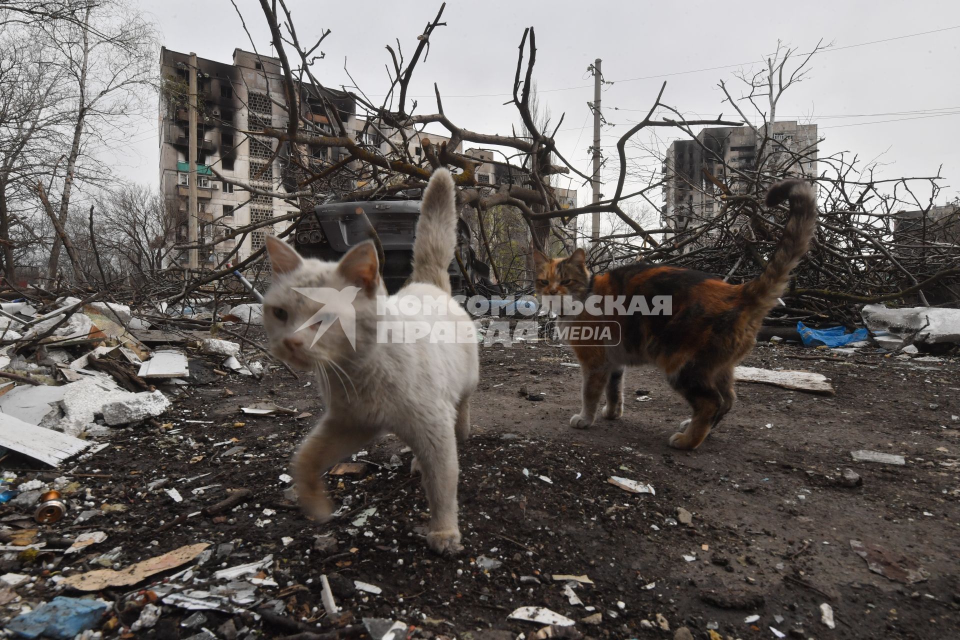 Донецкая область. г.Мариуполь. Бездомные кошки во дворе сгоревшего дома.