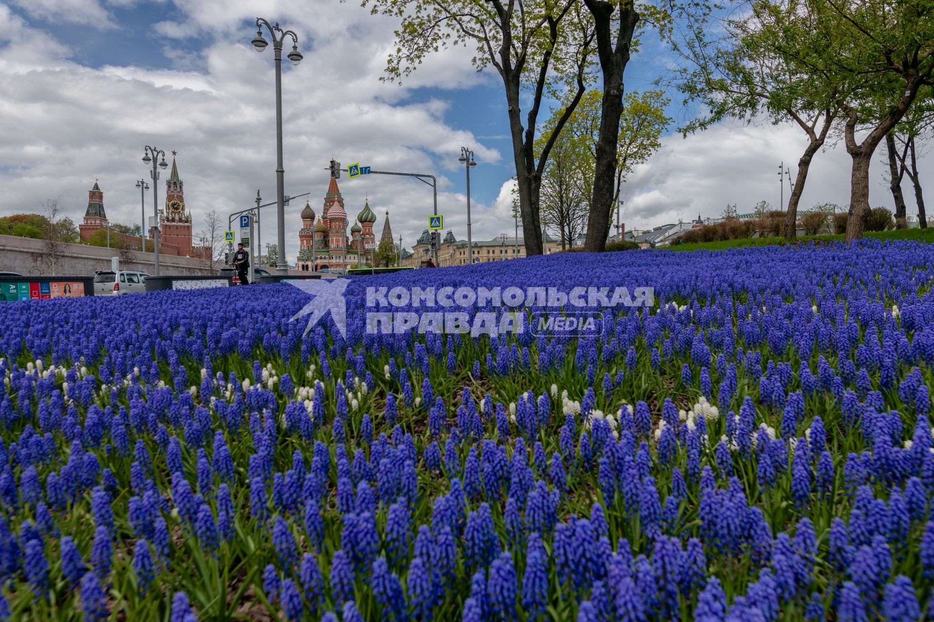 Москва. Цветы мускари на клумбе в природно-ландшафтном парке `Зарядье`.