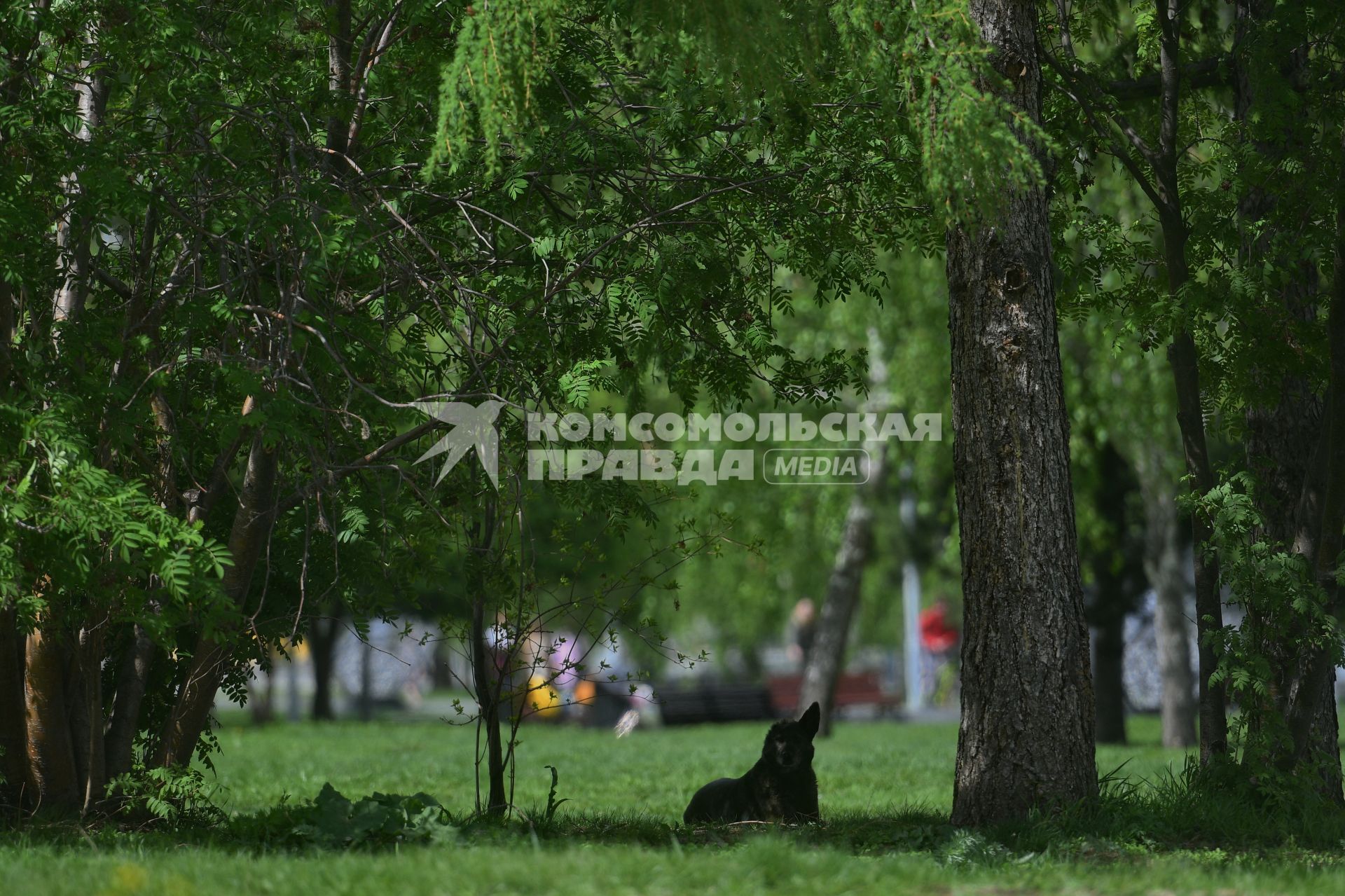 Екатеринбург. Бродячие собаки в одном из скверов в центре города