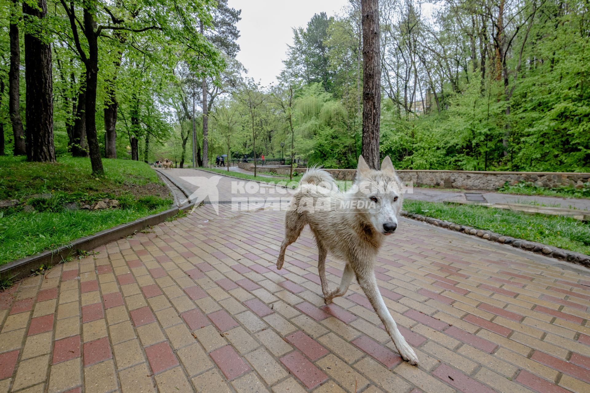 Кисловодск. Собака.