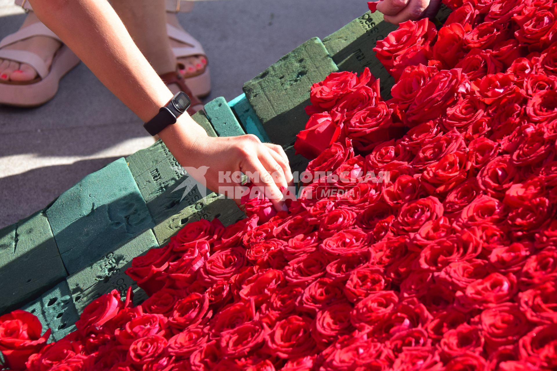 Краснодар. Самый большой  флаг России из роз собрали на главной площади города  к празднику День России.