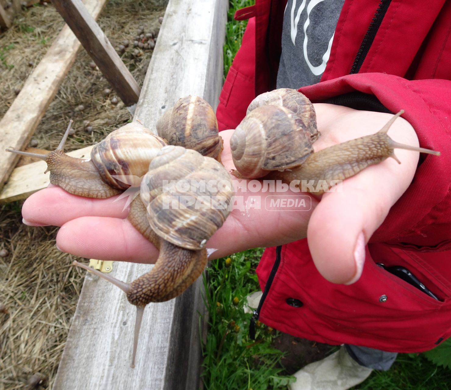 Московская область. г.Яхрома. Био-ферма Snail.Bio по выращиванию улиток. Улитки.