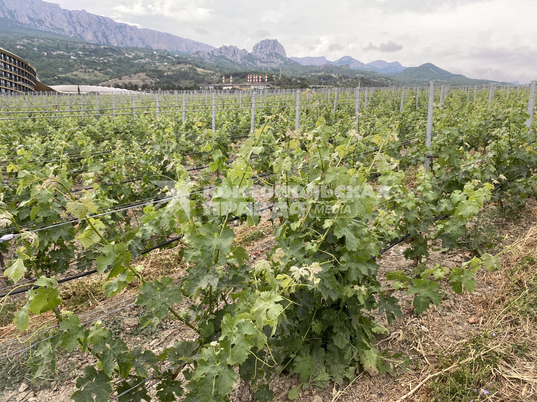 Крым. п.Понизовка. Центр винного туризма Winepark.