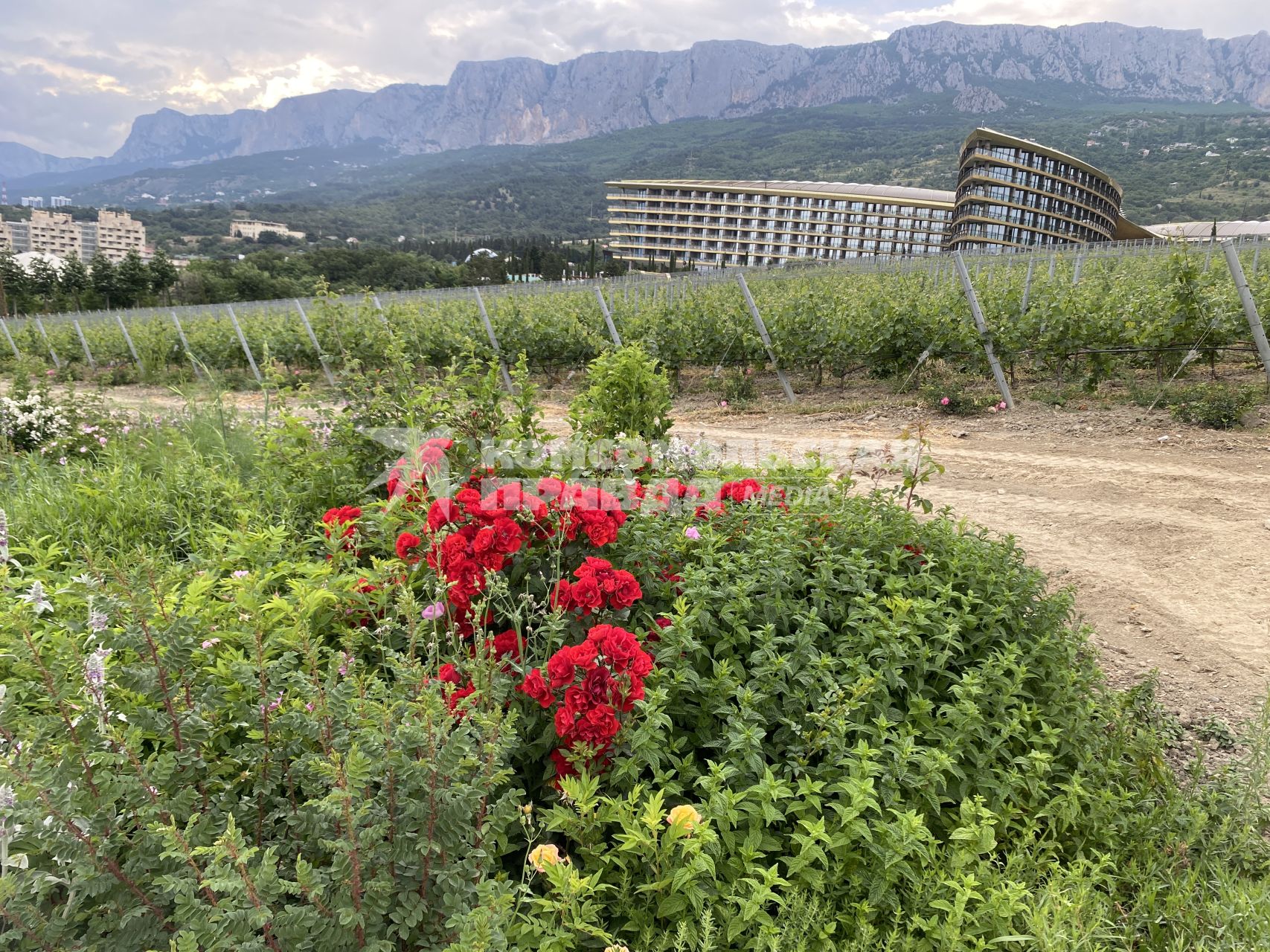 Крым. п.Понизовка. Центр винного туризма Winepark.