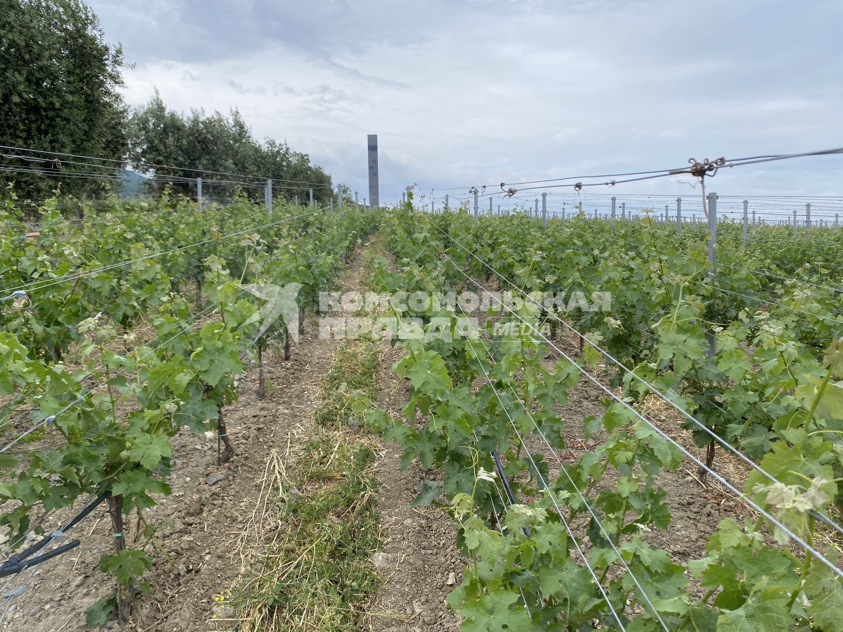 Крым. п.Понизовка. Центр винного туризма Winepark.