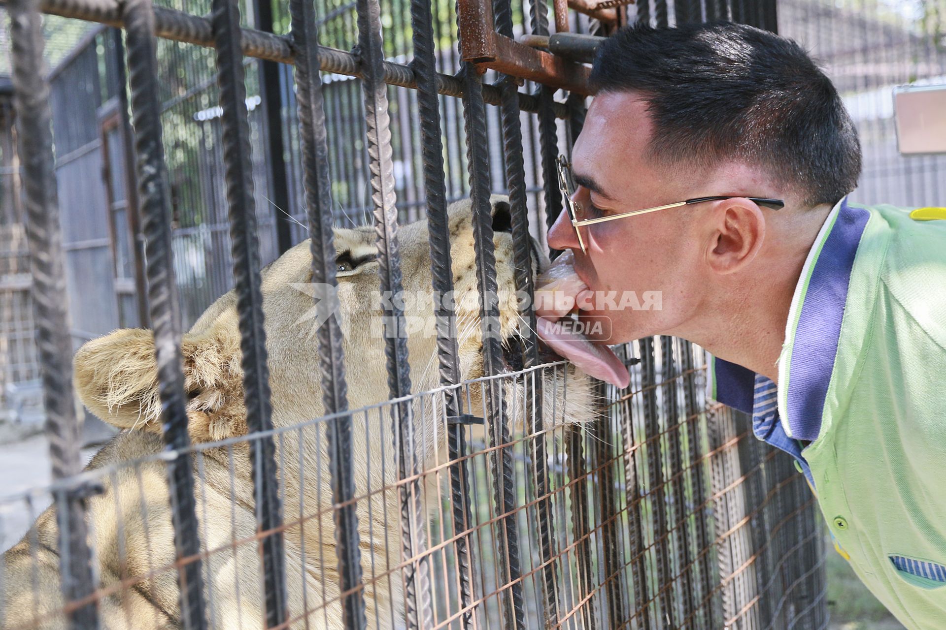 Барнаул. День рождения Барнаульского зоопарка `Лесная сказка`. Сотрудник зоопарка кормит львицу мясом.