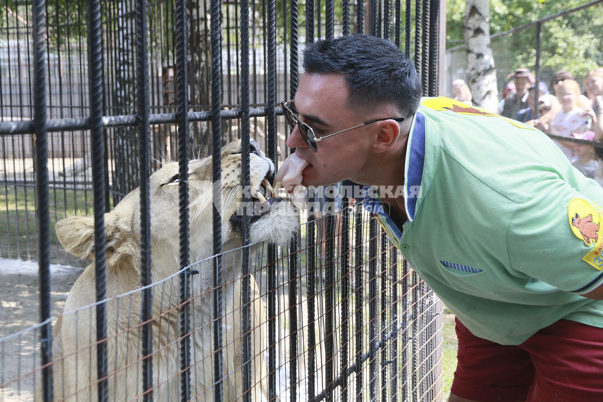 Барнаул. День рождения Барнаульского зоопарка `Лесная сказка`. Сотрудник зоопарка кормит львицу мясом.