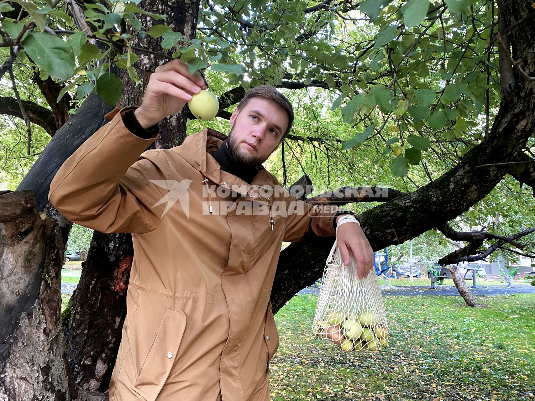 Москва. Корреспондент `Комсомольской правды ` Андрей Абрамов собирает яблоки во дворе жилого дома.