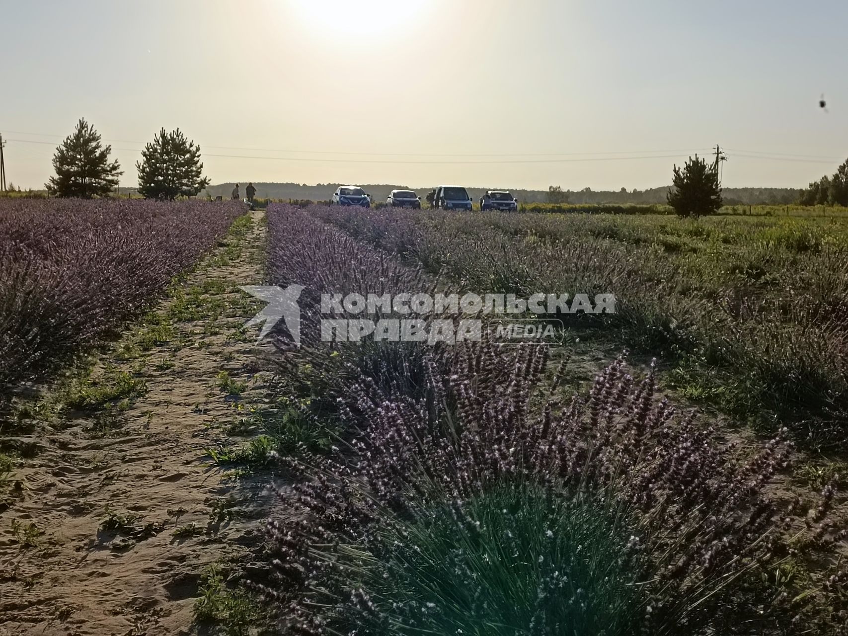 Нижегородская область. д.Зубаниха. Лавандовая ферма Ольги Юрочкиной.