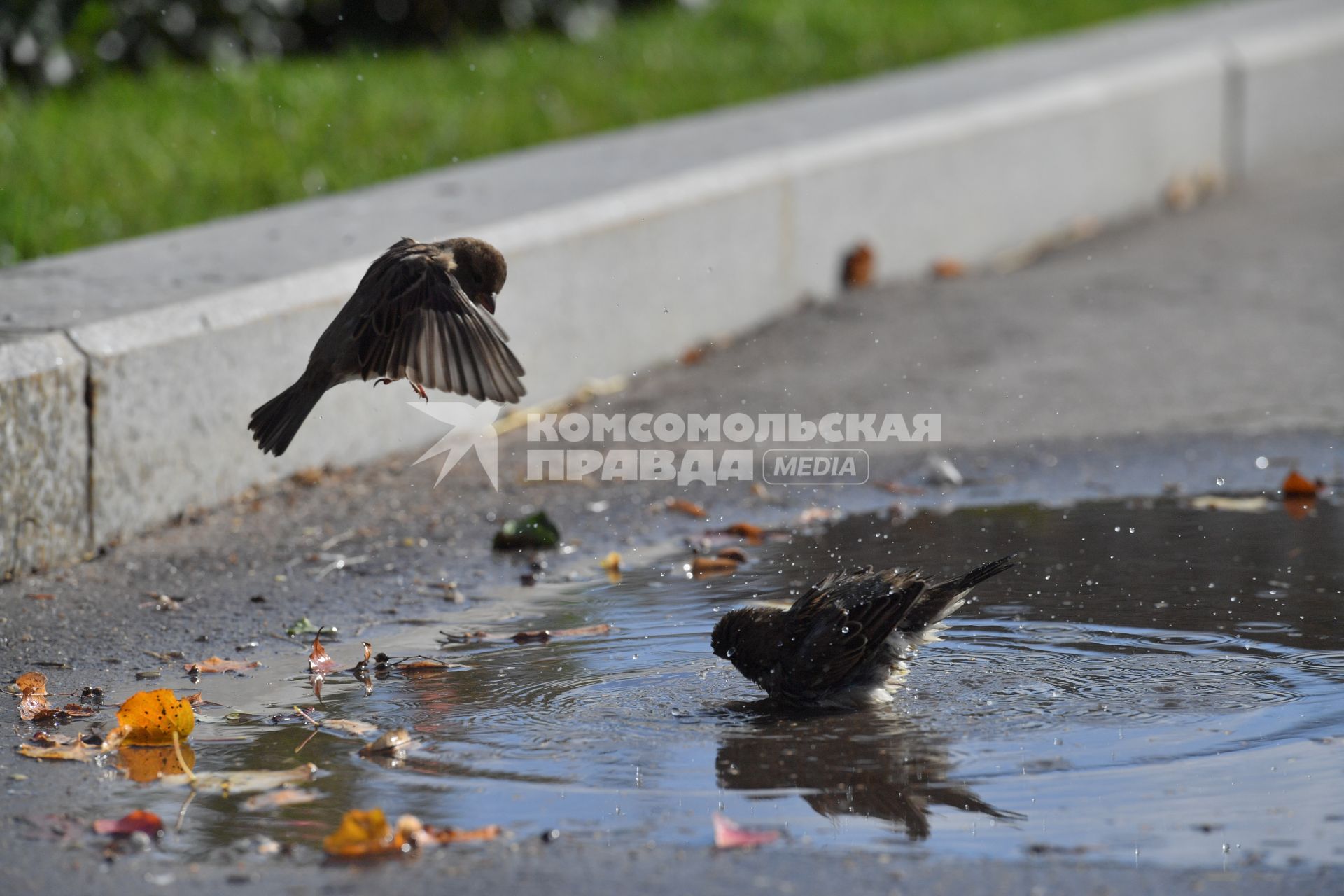 Москва.    Воробьи купаются в луже.