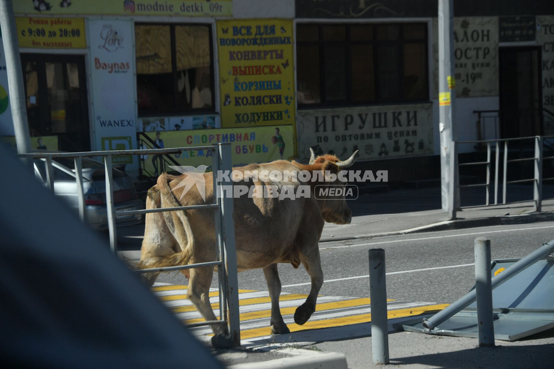 Карачаево-Черкесская Республика. Корова на автомобильной дороге.