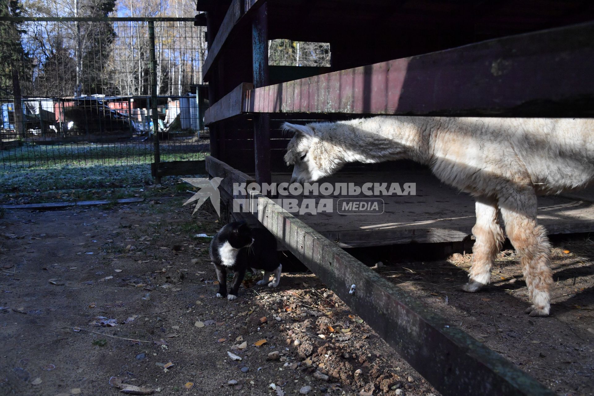 Московская область. Альпака наблюдает за котом в центре реабилитации диких животных.