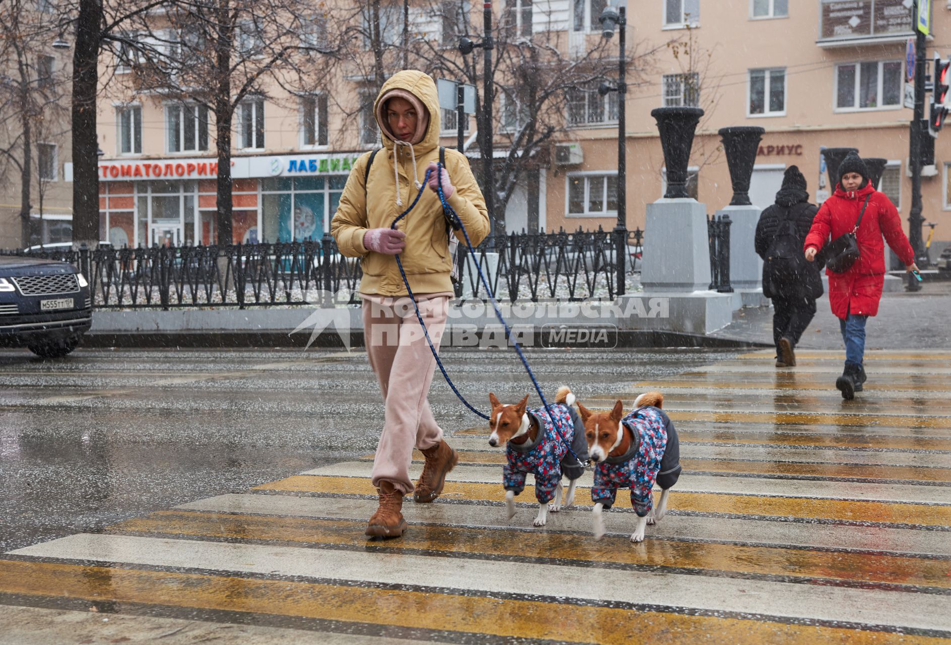 Пермь. Девушка с собаками переходят дорогу по пешеходному переходу.