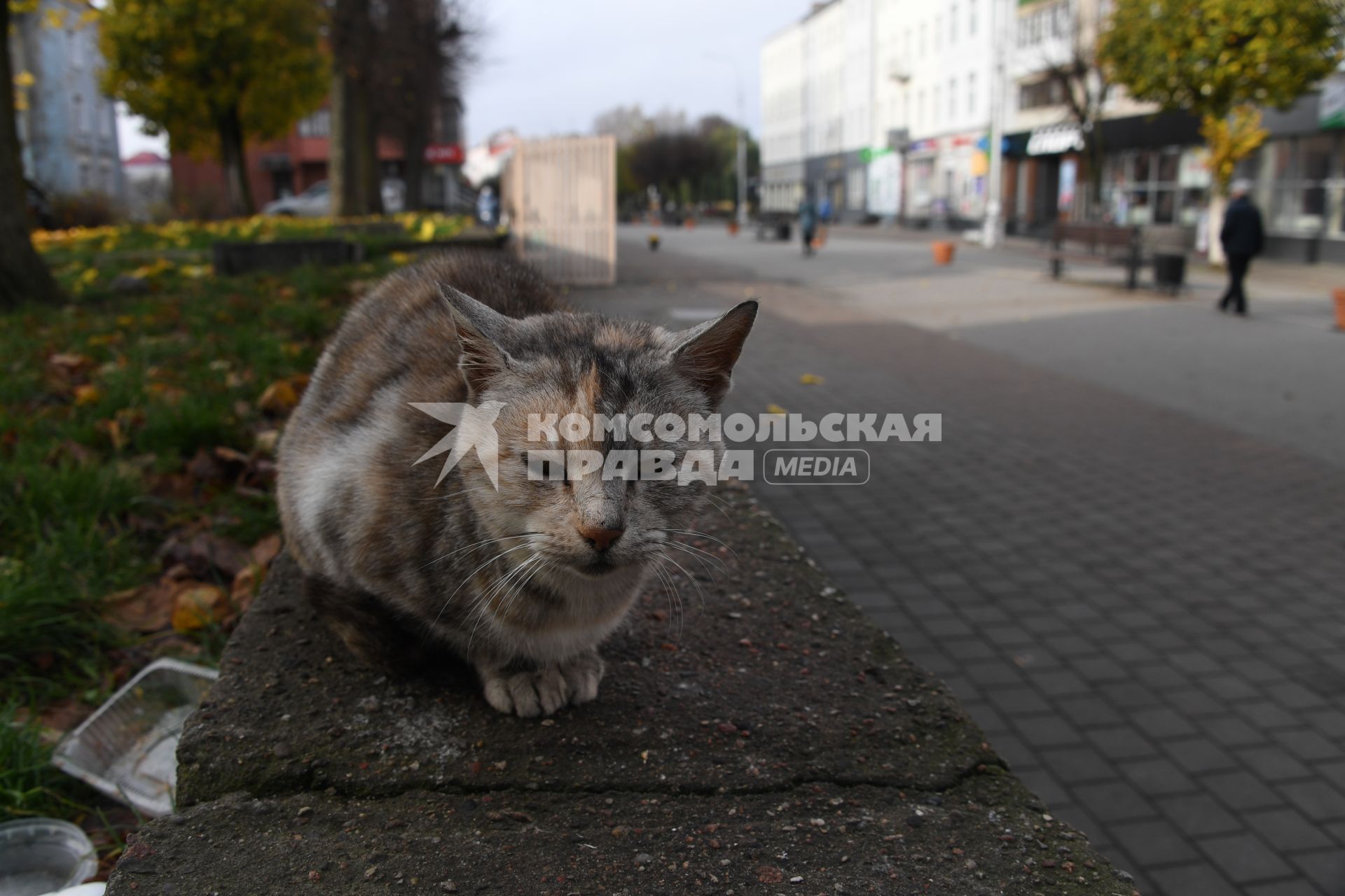 Калининградская область. Советск. Кошка на одной из улиц города.