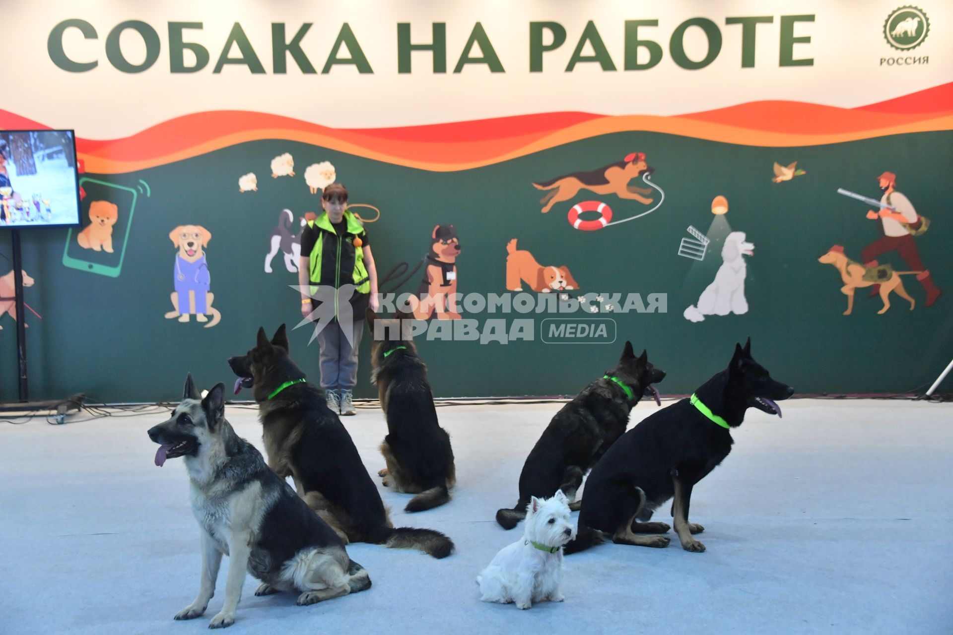 Московская область. Красногорск. Участники на выставке собак `Россия. Кубок РКФ 2020-2021` и `Россия. Кубок РКФ & Кубок Москвы-2022` в МВЦ `Крокус Экспо`.