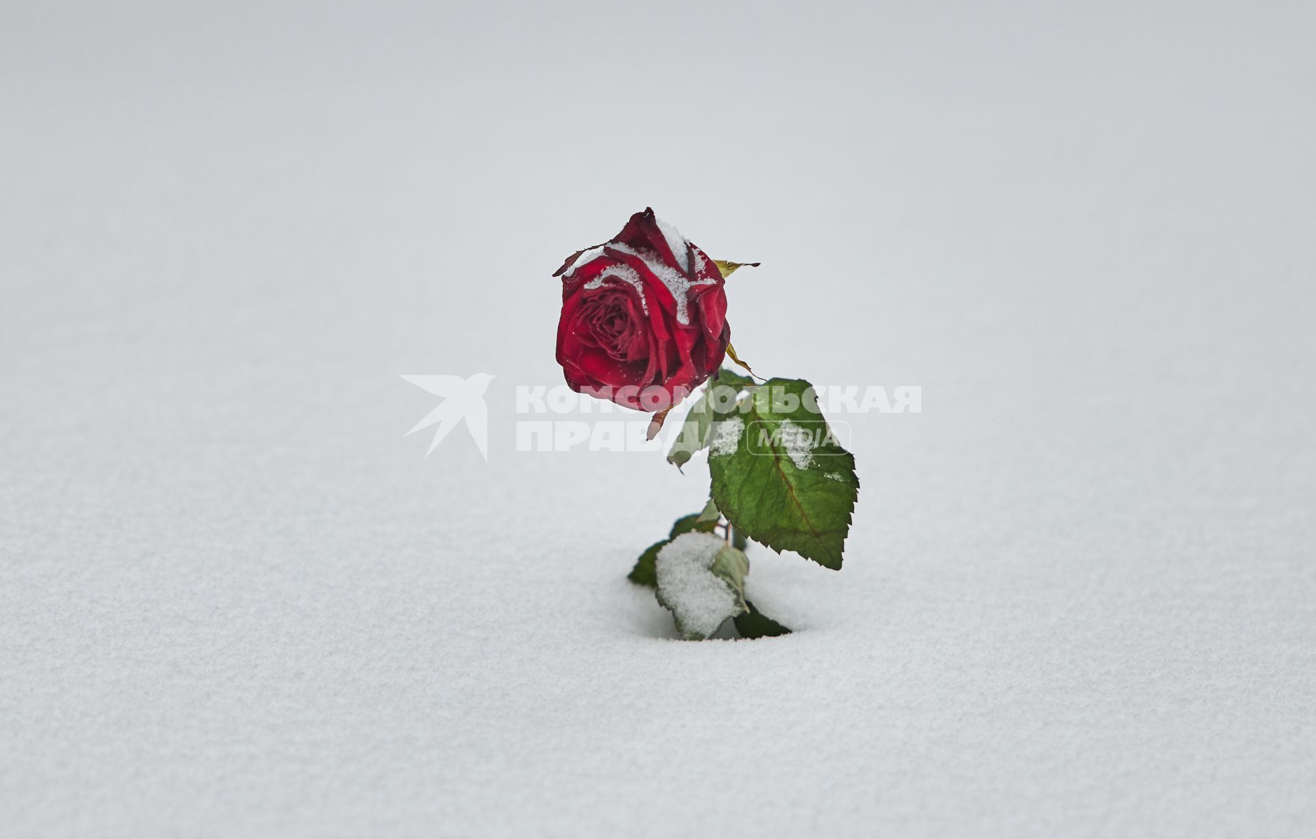 Пермь. Роза в снегу.
