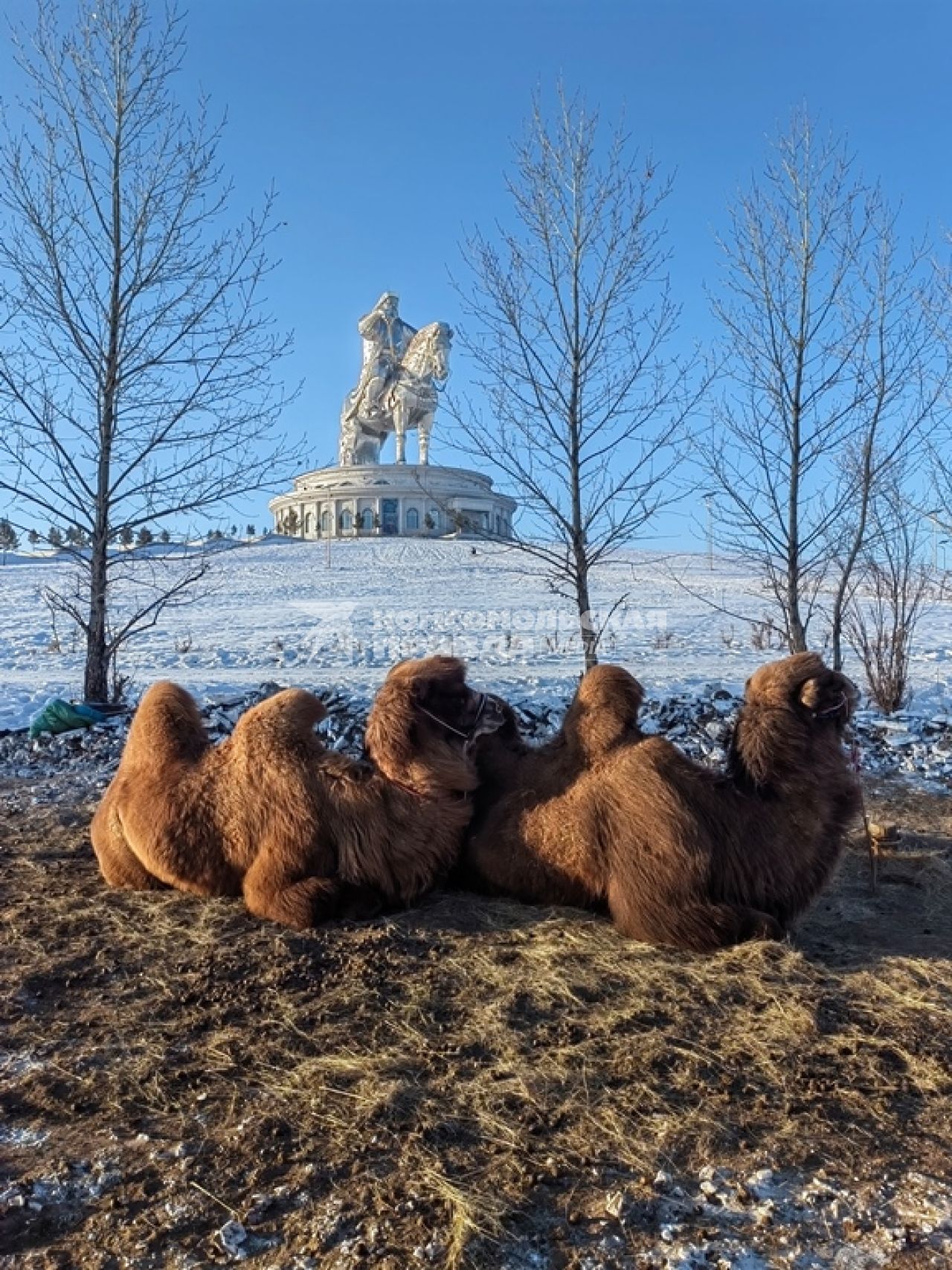 Монголия. г.Улан-Батор. Верблюды.