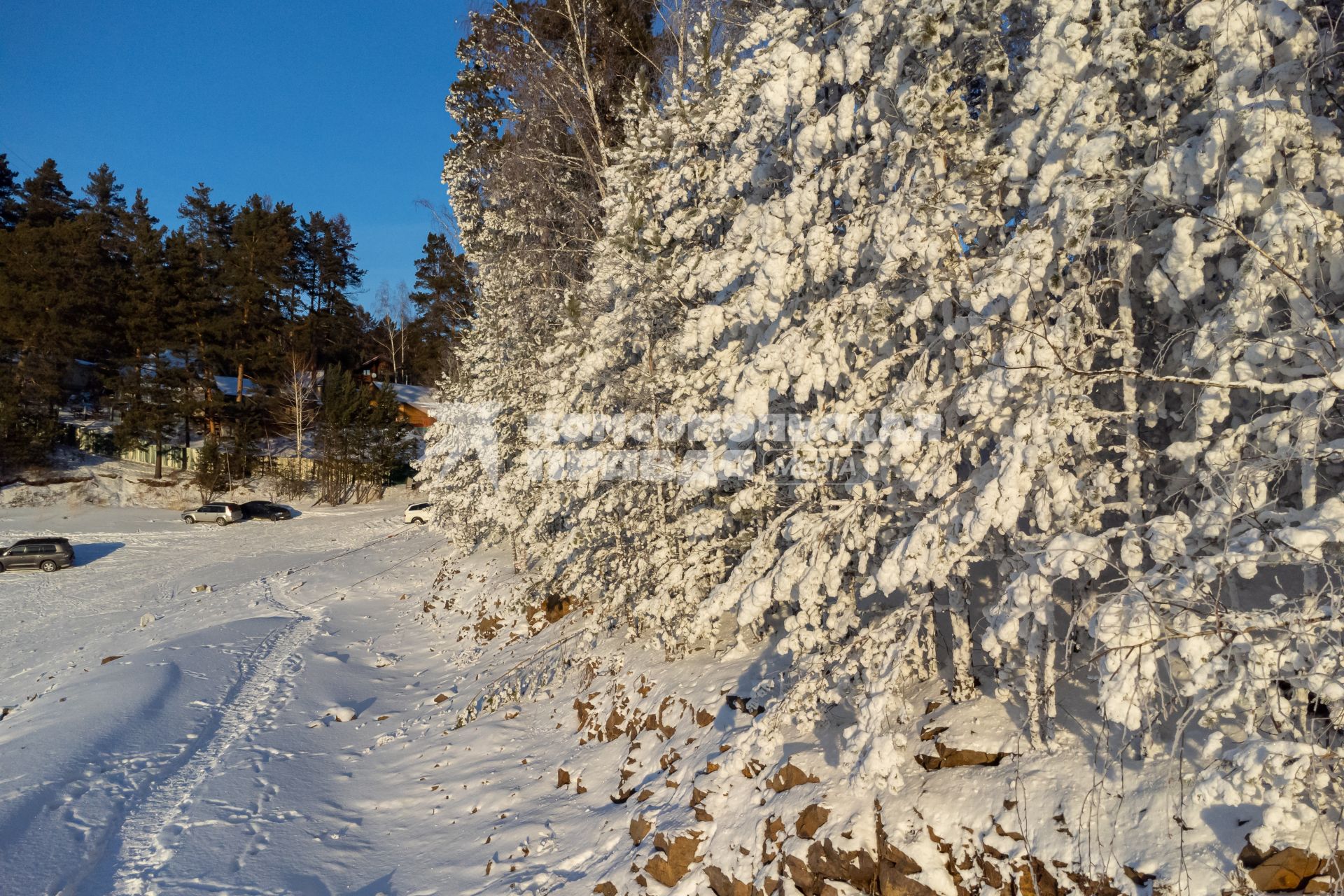 Красноярский край. г.Дивногорск. Заснеженные деревья.