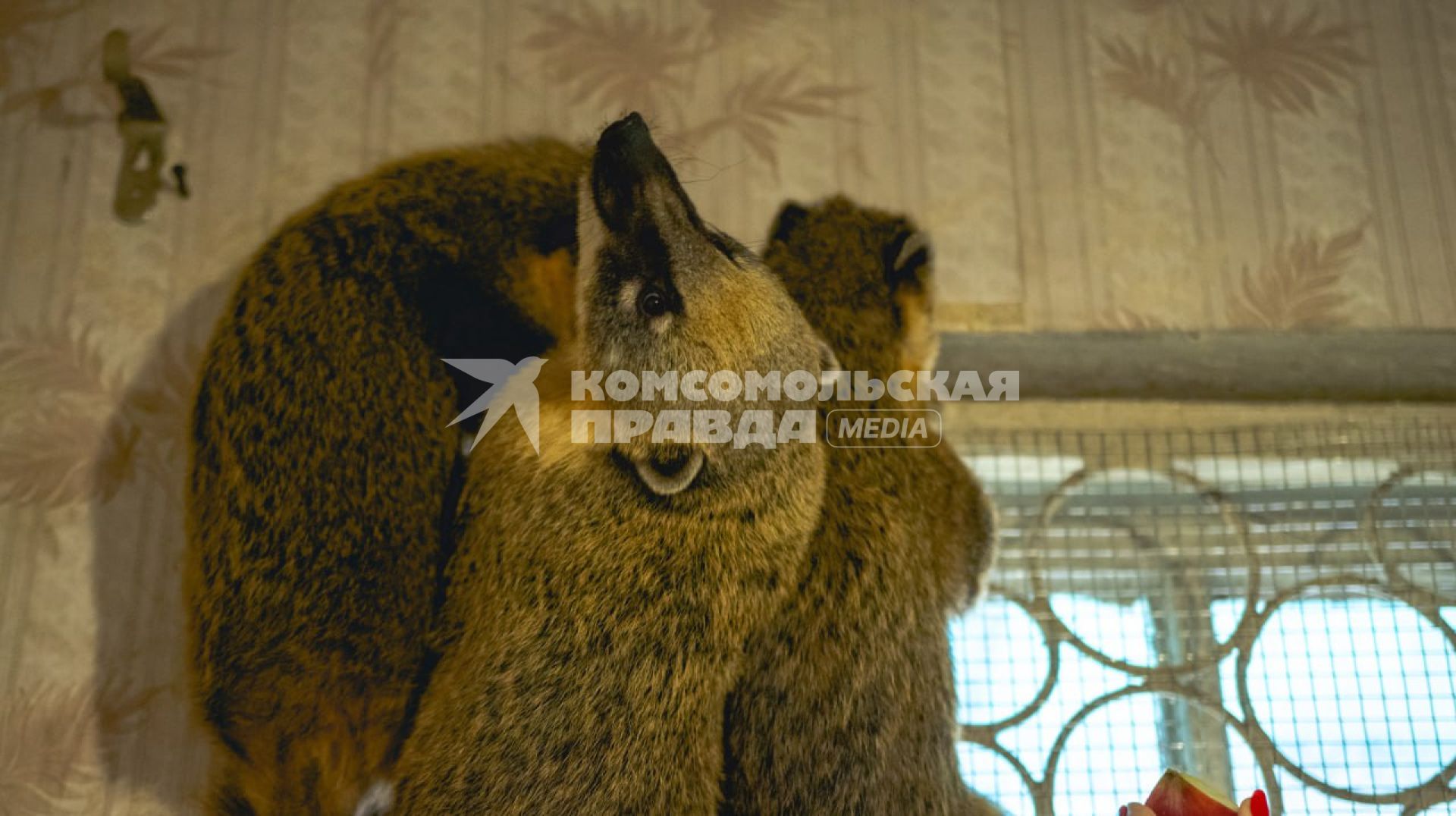 Сочи. Сочинский сафари-парк превратился в тюрьму для животных. Носухи.
