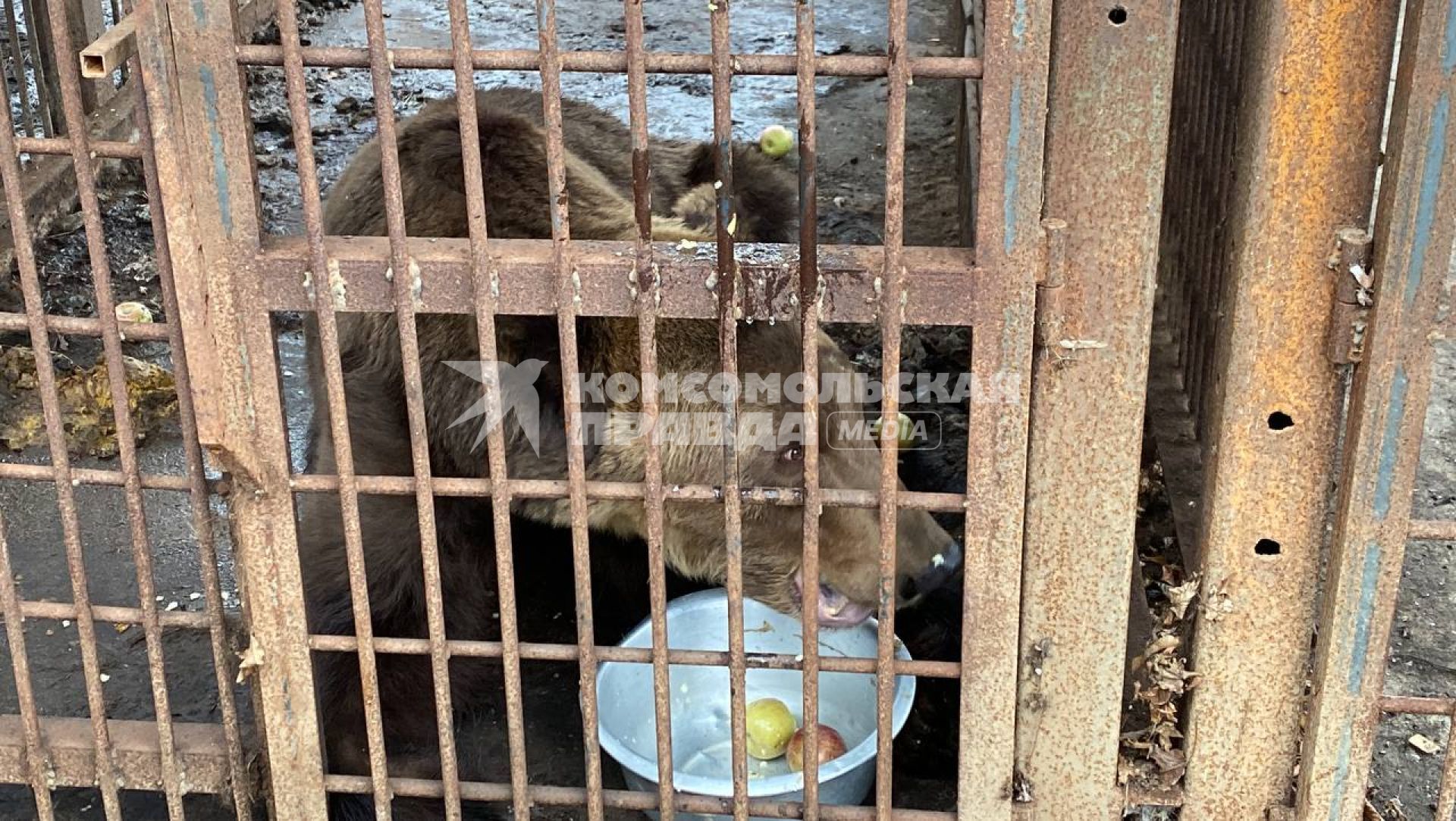 Сочи. Сочинский сафари-парк превратился в тюрьму для животных. Медведь в клетке.