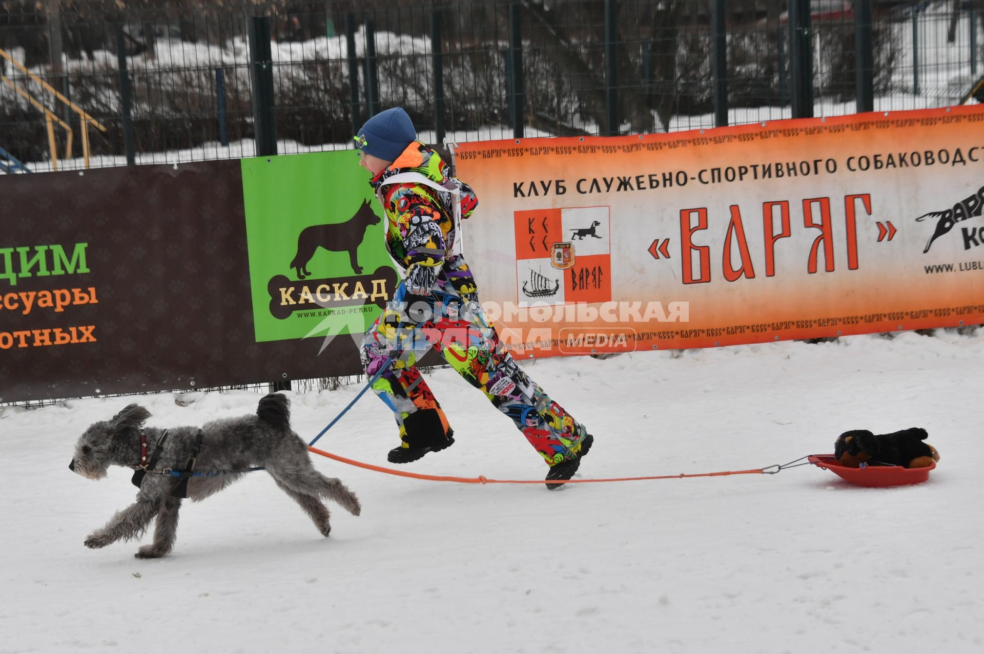 Москва. Мальчик с собакой породы пуми во время соревнования по скипуллингу на Косинской улице.