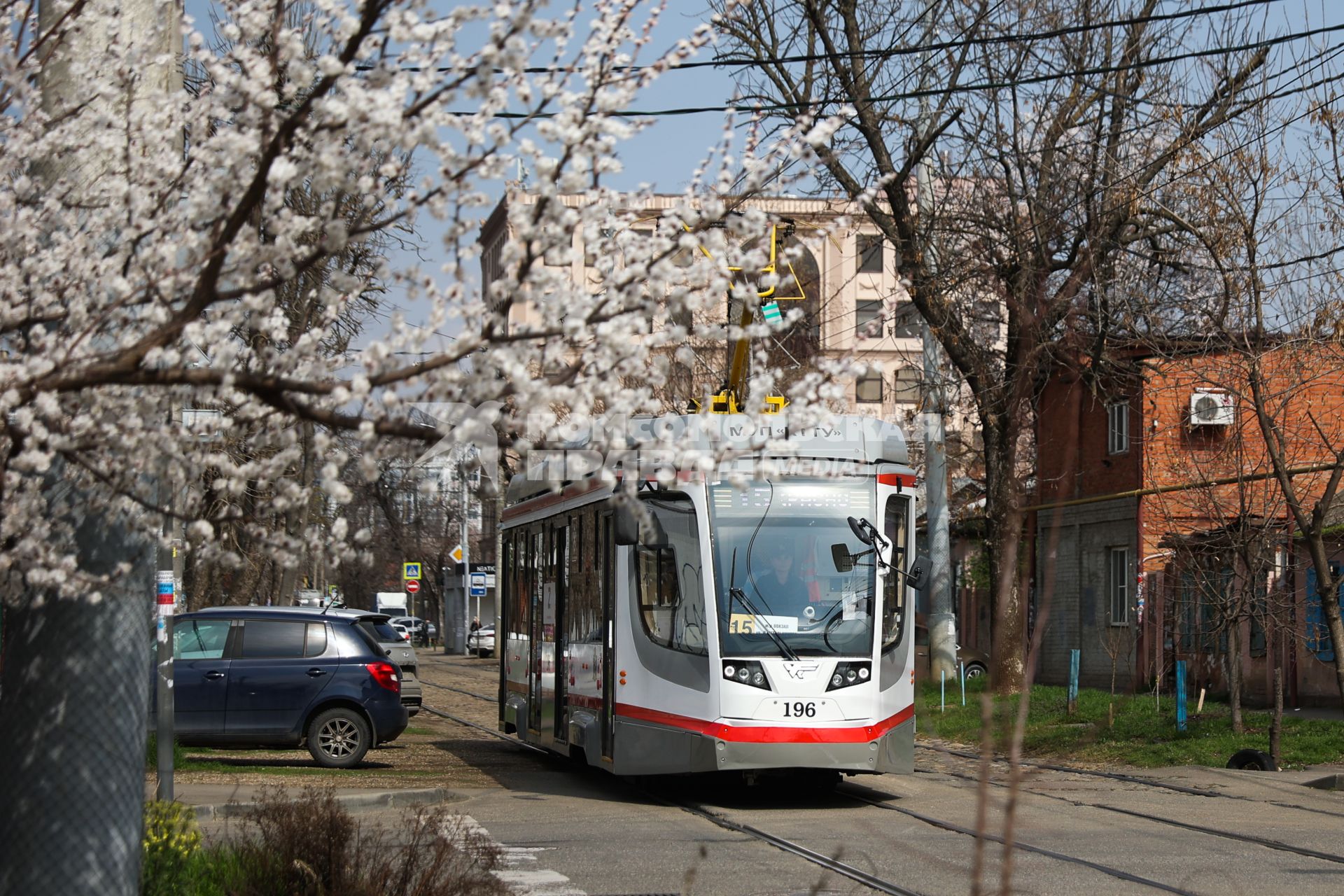 Краснодар. Цветущие деревья на улице города.