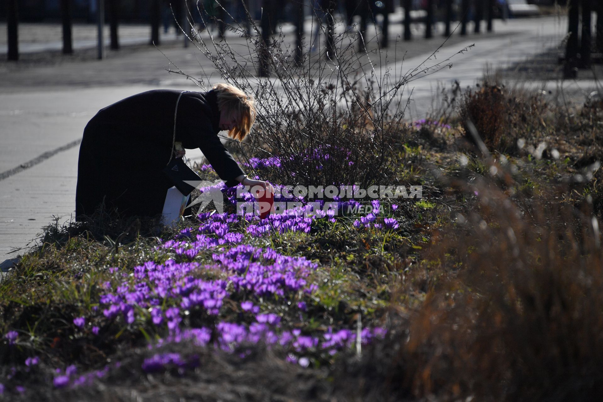 Москва. Девушка фотографирует клумбу с крокусами в парке Музеон.