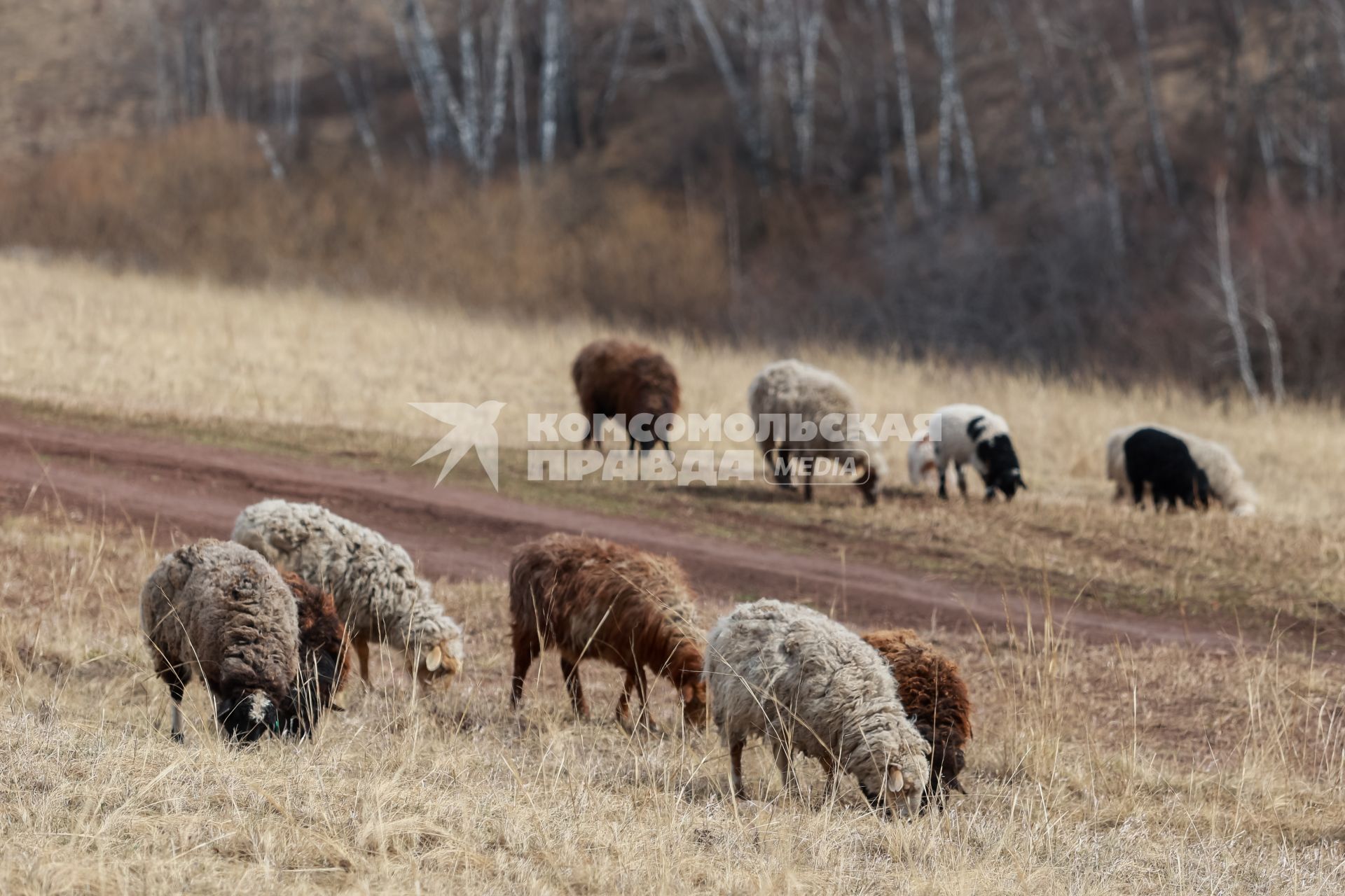 Красноярск. Овцы на пастбище.