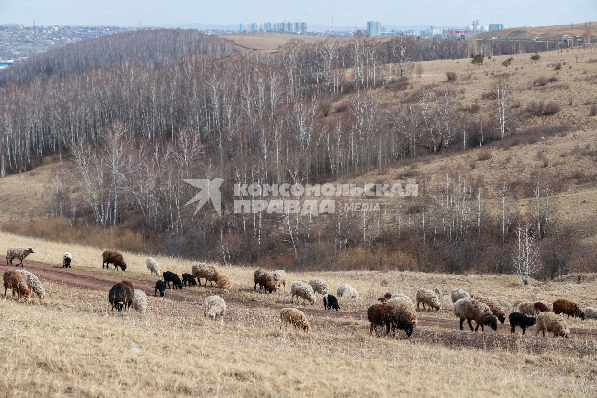 Красноярск. Стадо овец на пастбище.