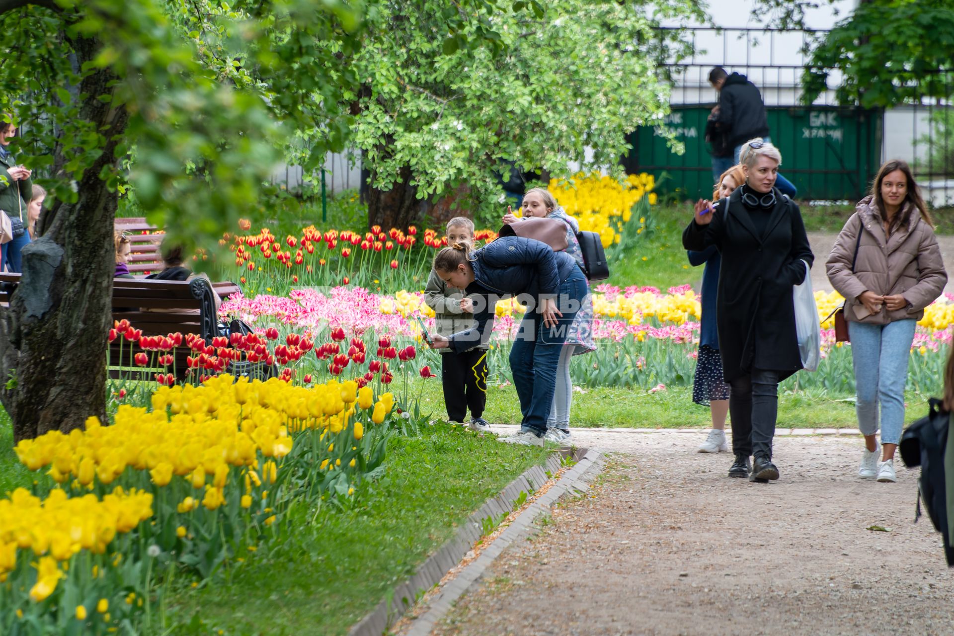 Москва.  Девушка фотографирует  цветущие тюльпаны в музее-заповеднике `Коломенское`.