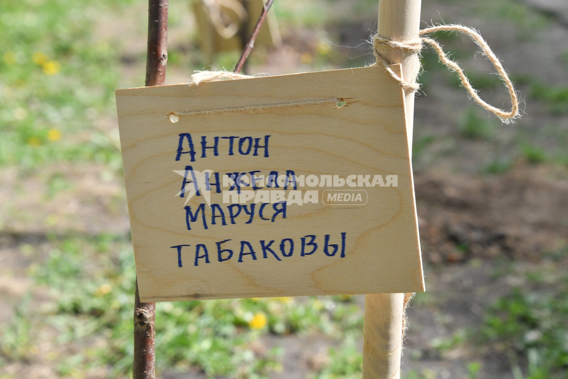 Москва.  Табличка  на саженце черешневого дереа, посаженного семьей Олега Табакова, в рамках фестиваля искусств `Черешневый лес` в парке `Динамо` у ВТБ Арены.