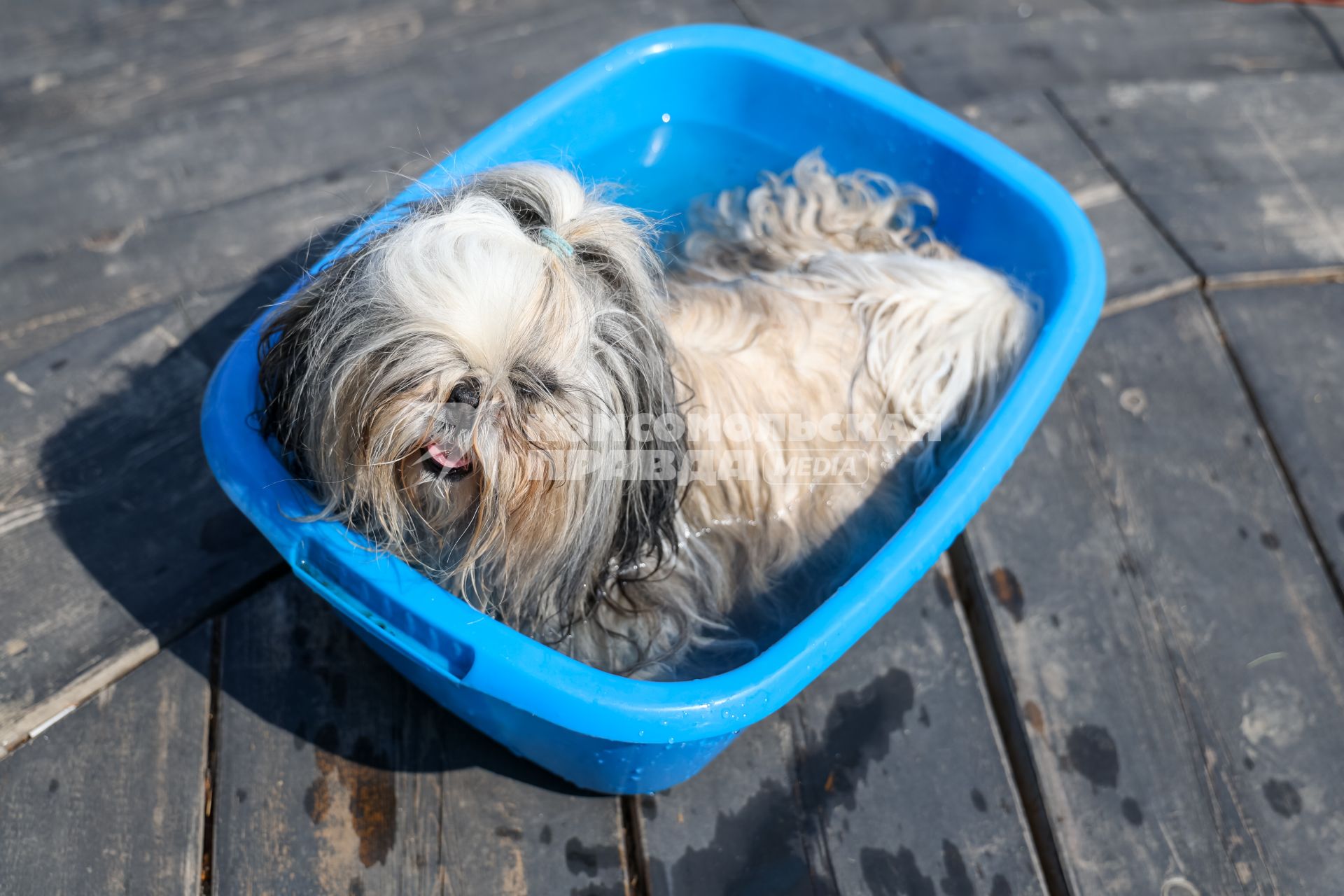 Красноярск. Собака сидит в тазу с водой.