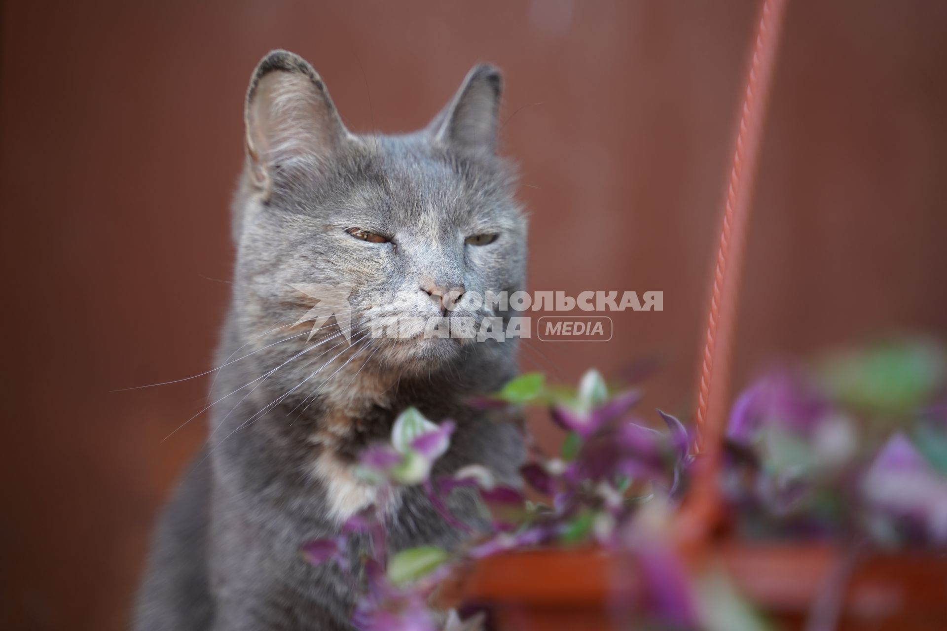 Самарская область. Кот смотрит на цветы на даче.