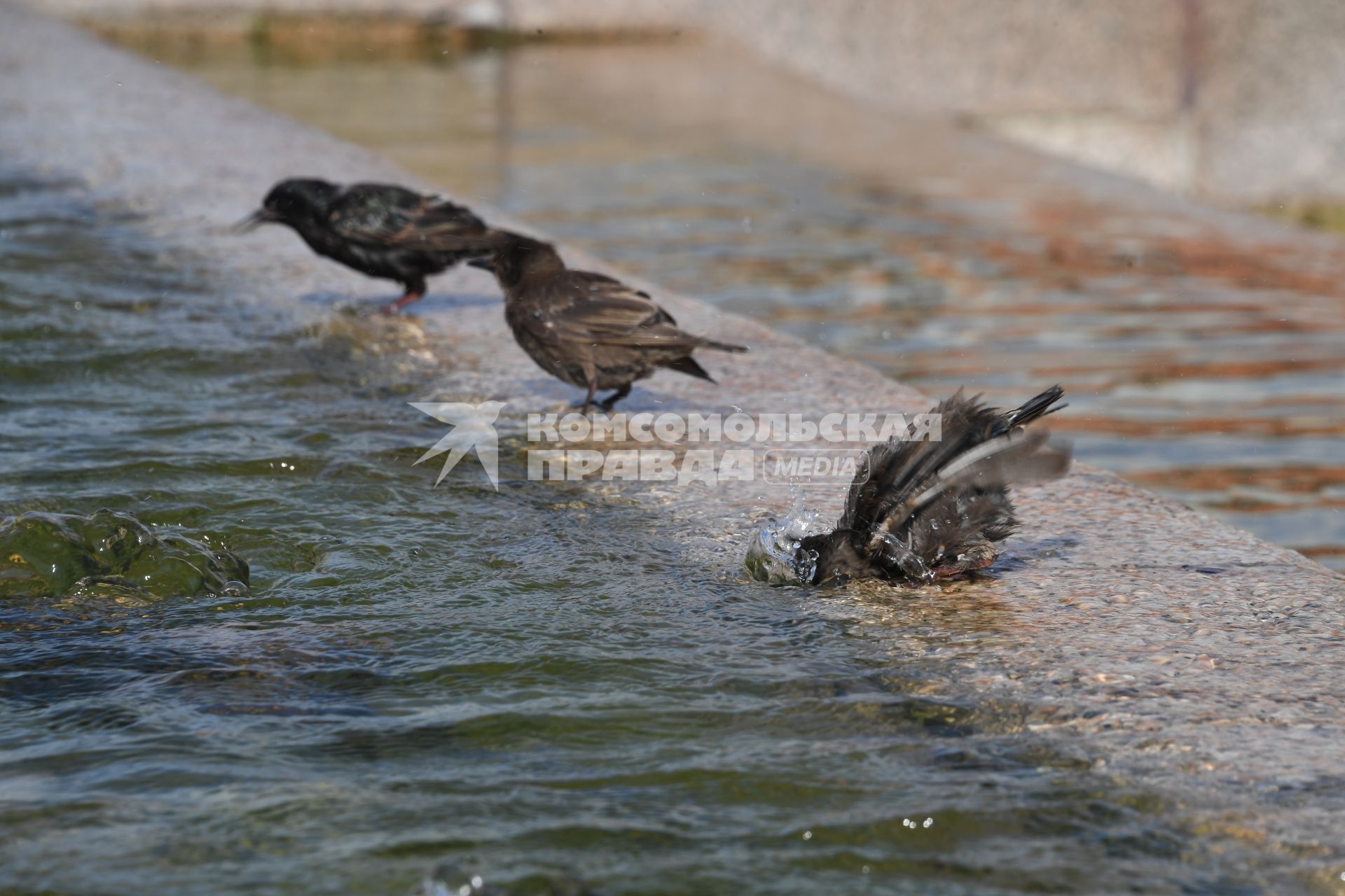Москва. Птицы купаются в фонтане на Манежной площади.