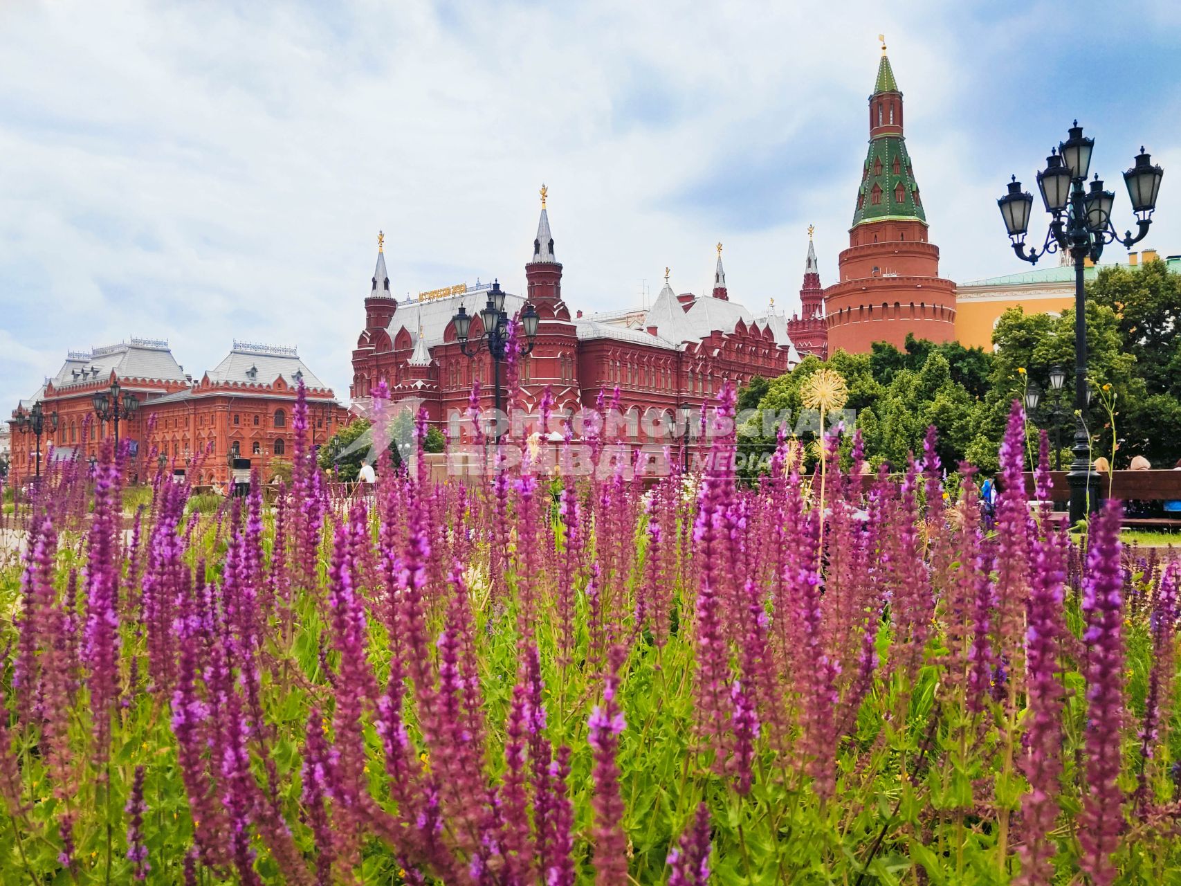 Москва. Шалфей на клумбе на Манежной площади.