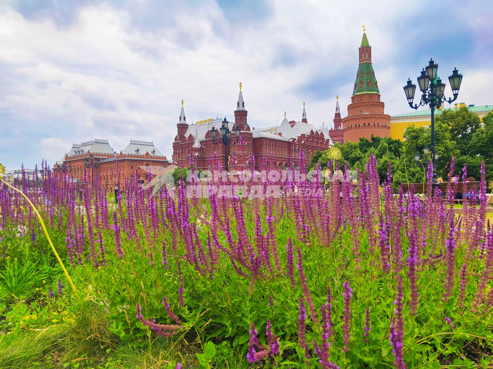 Москва. Шалфей на клумбе на Манежной площади.