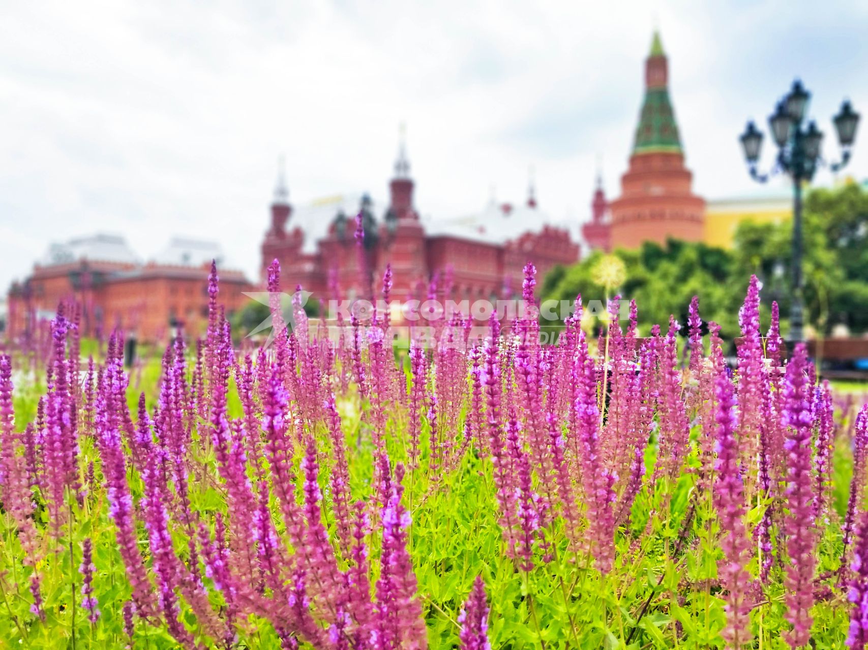 Москва. Шалфей на клумбе на Манежной площади.